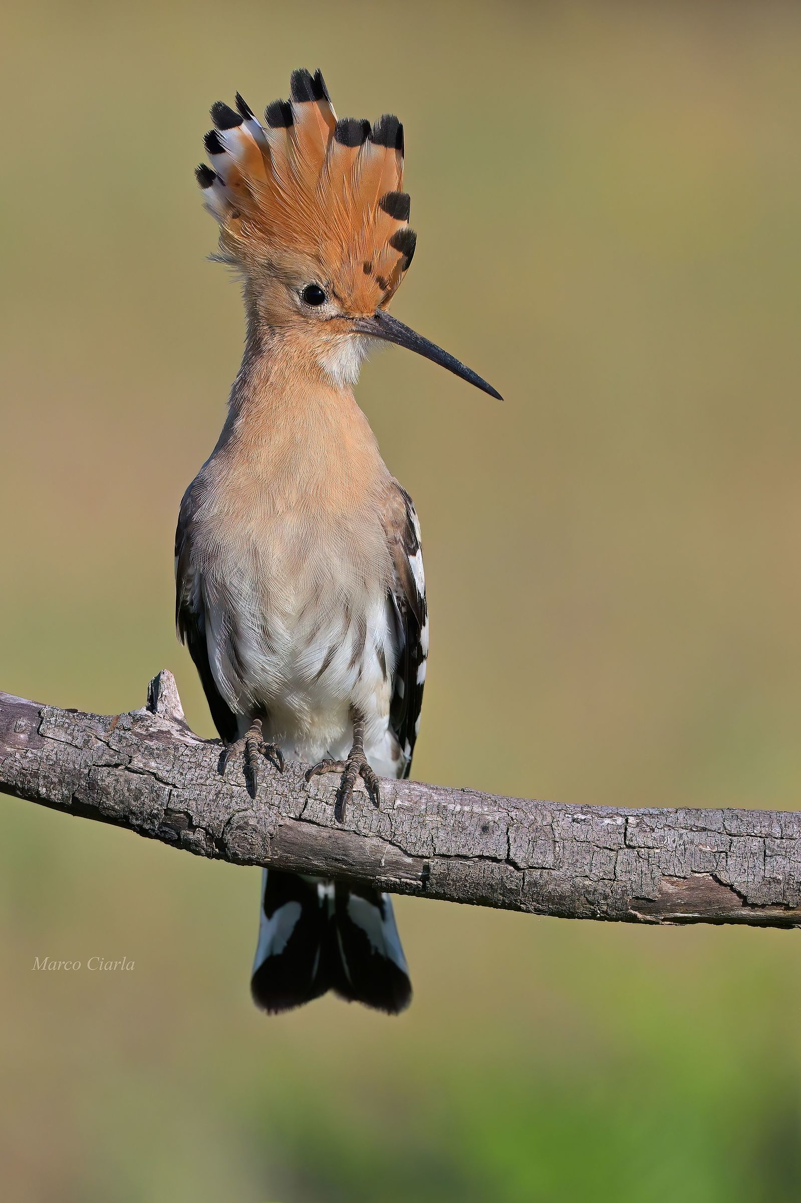 Upupa (Upupa epops )