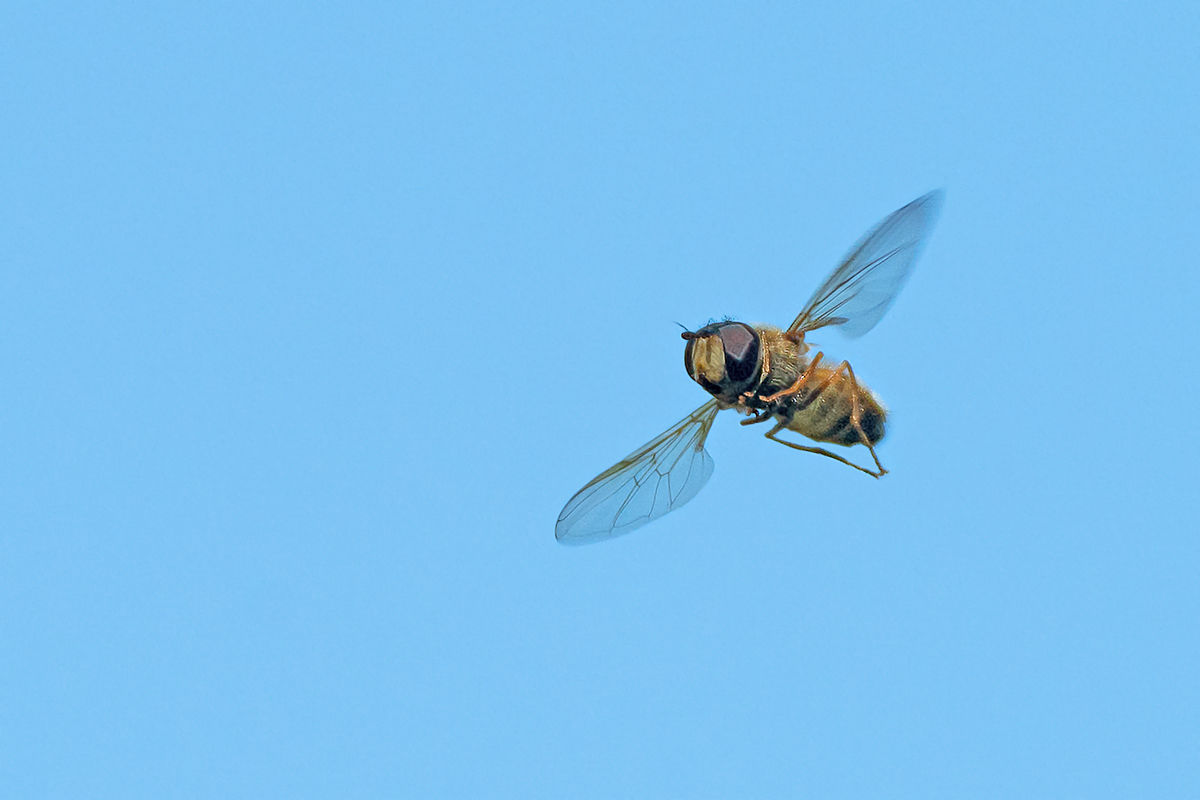 Hoverfly