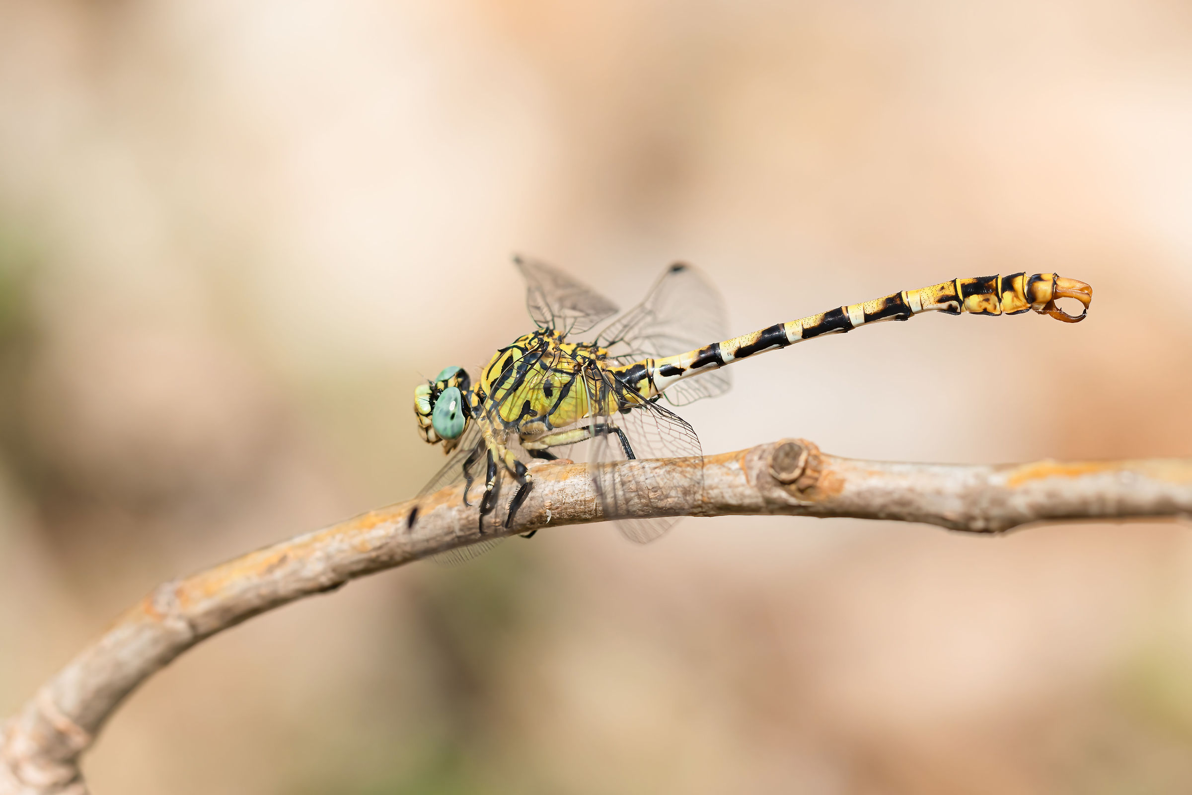 Onychogomphus forcipatus