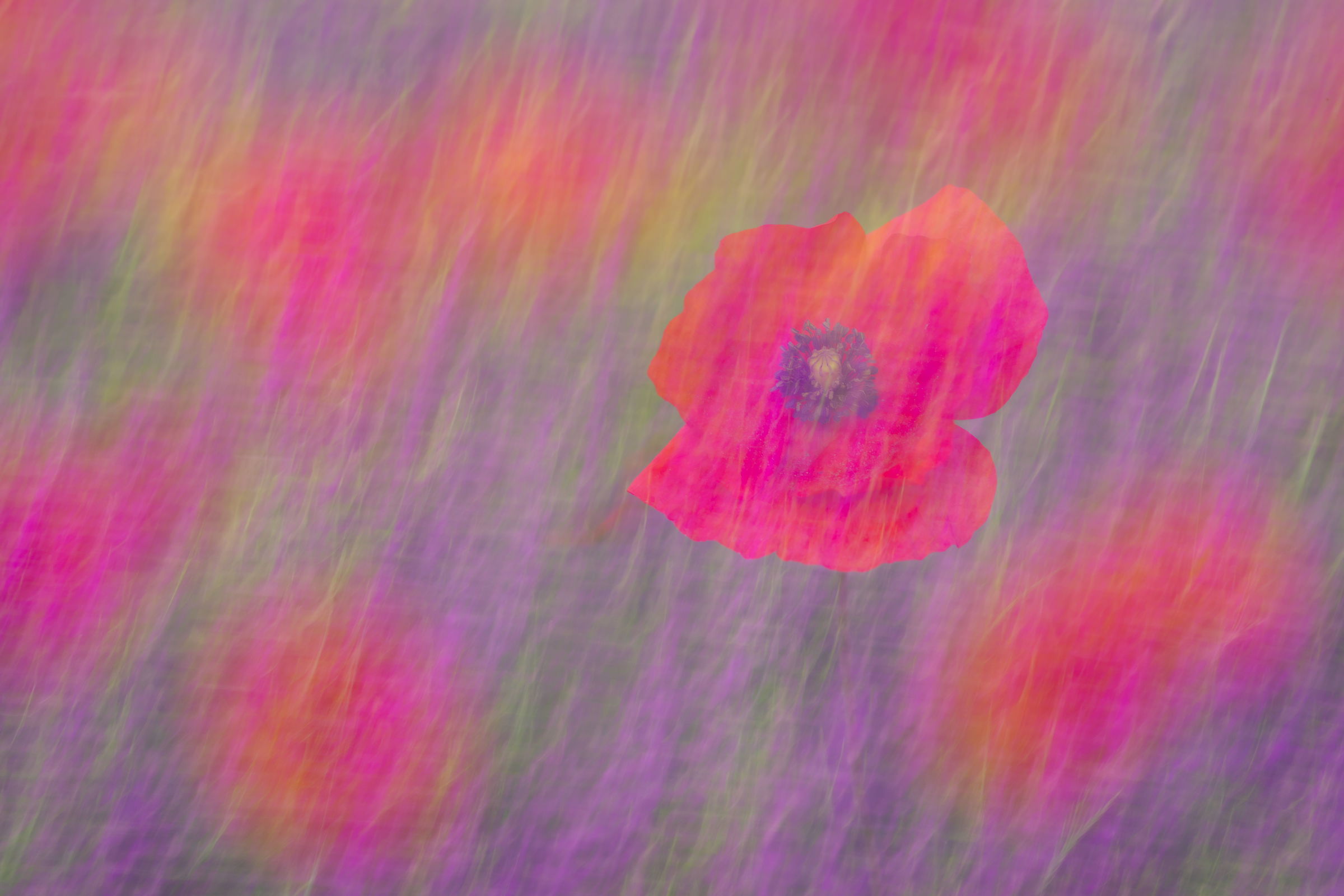 Poppy