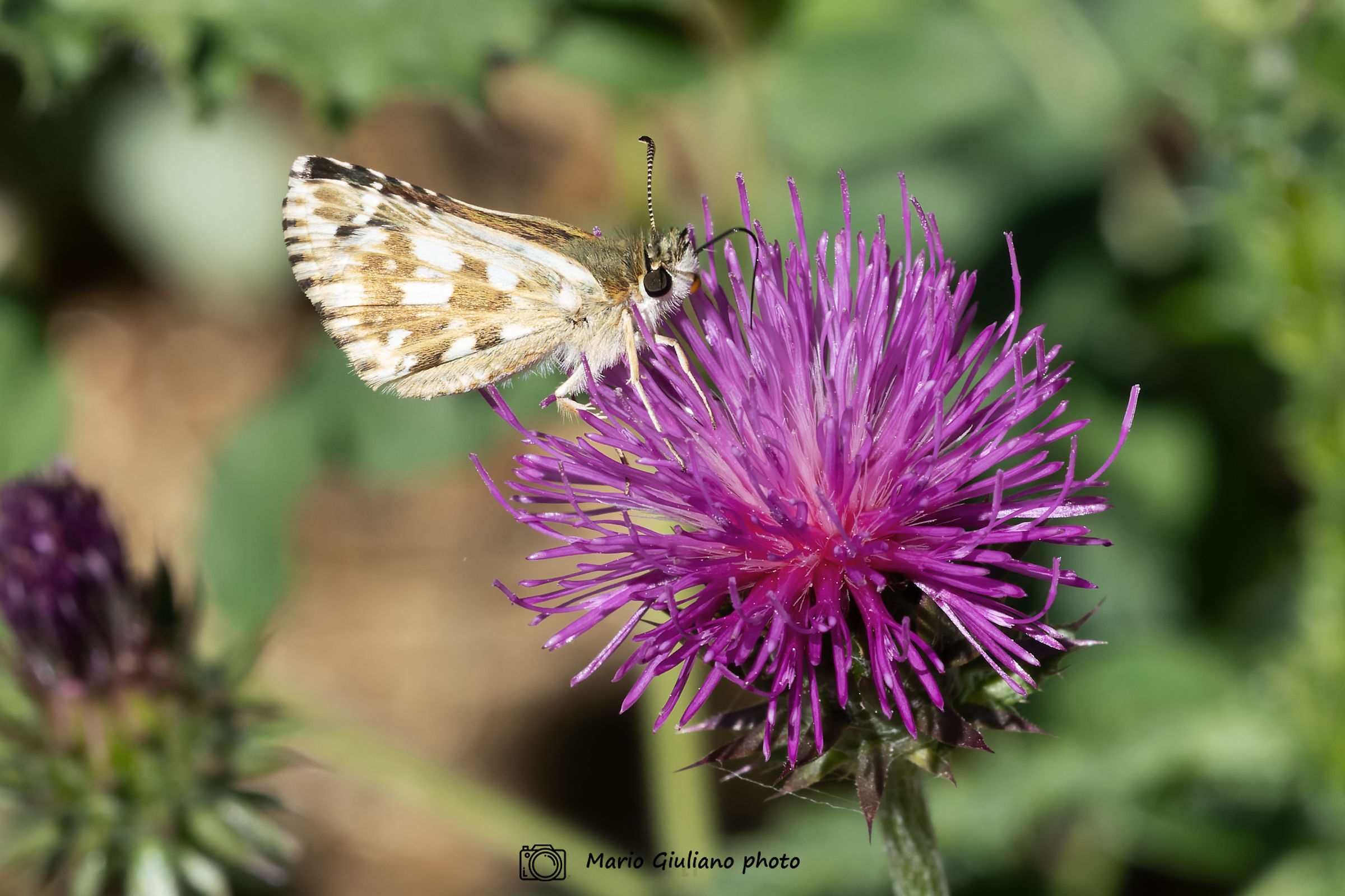 Pyrgus sp.