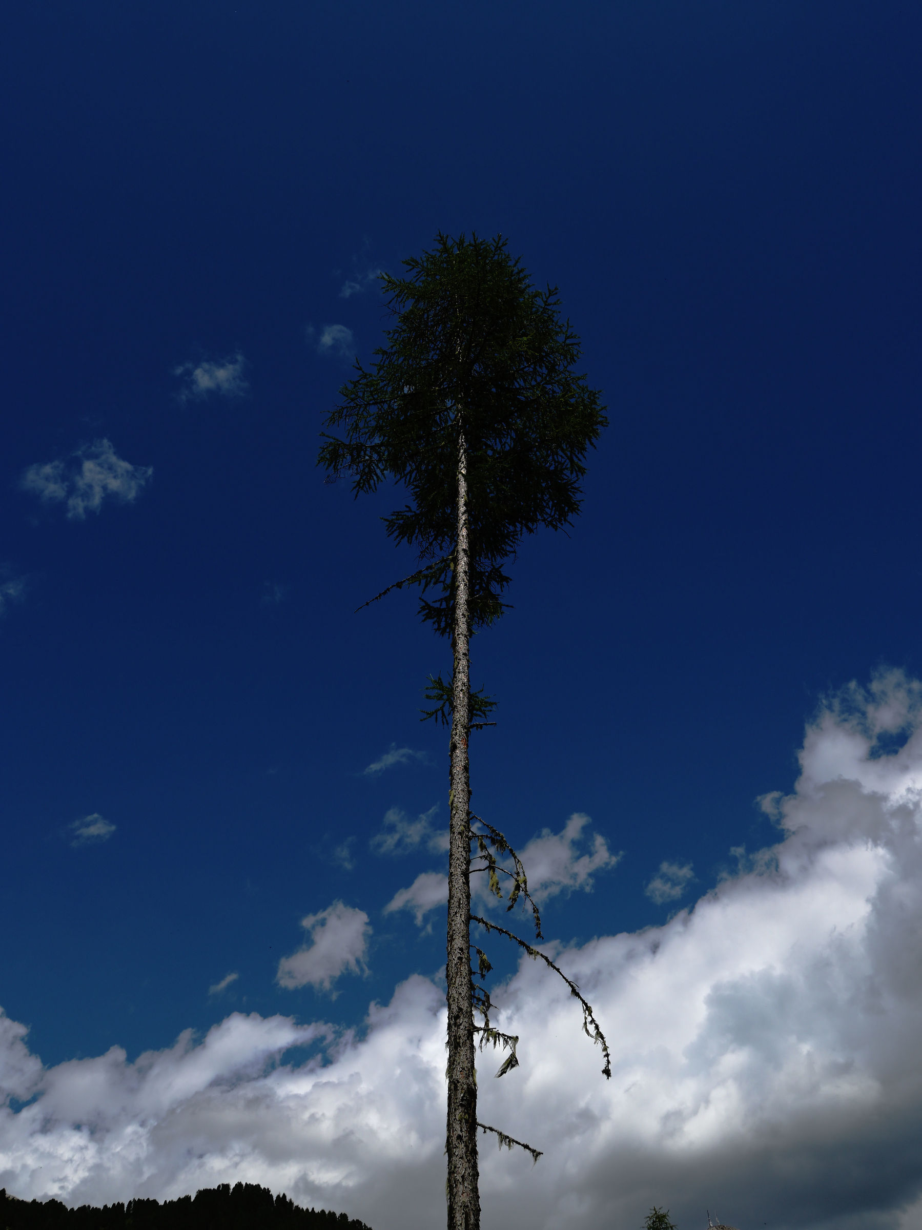 Survivor