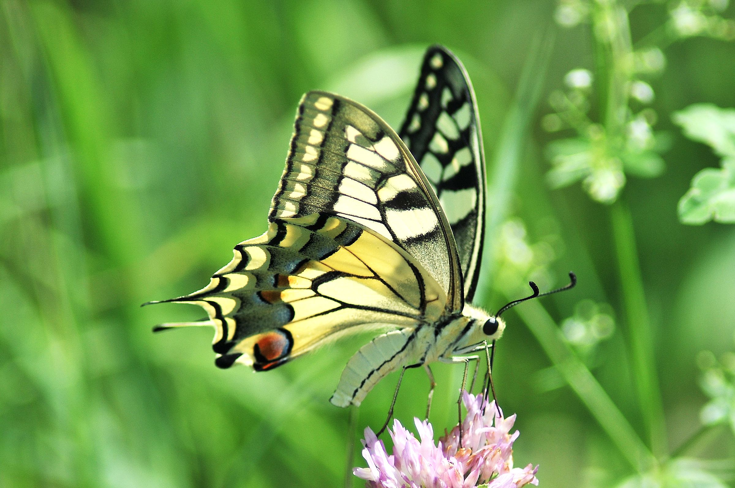 Papilio machaon