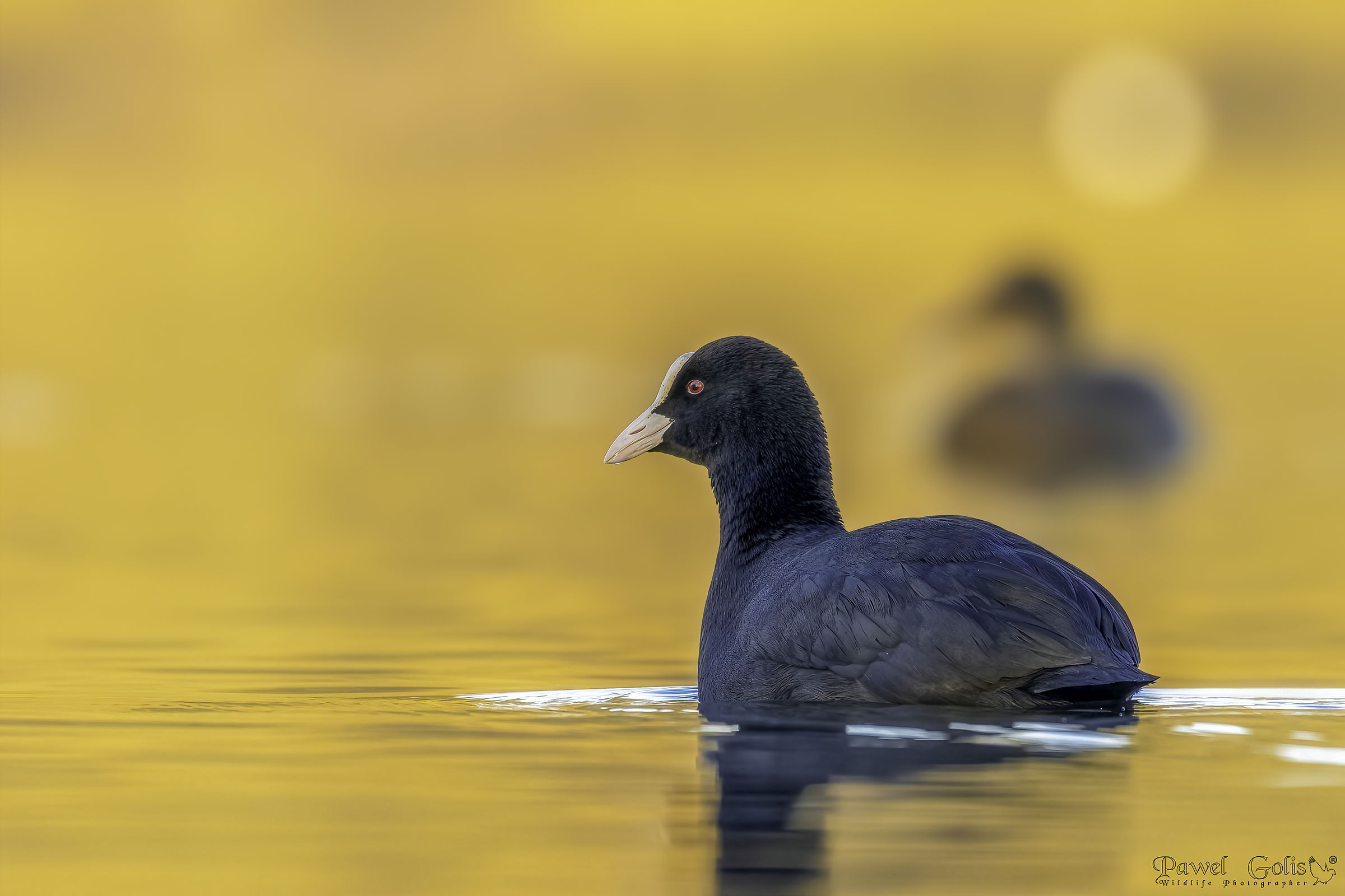 Folaga eurasiatica (Fulica atra)