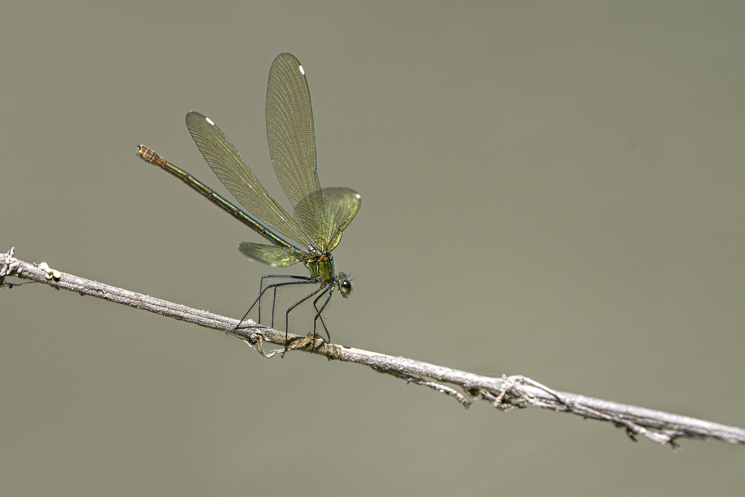 Libellula
