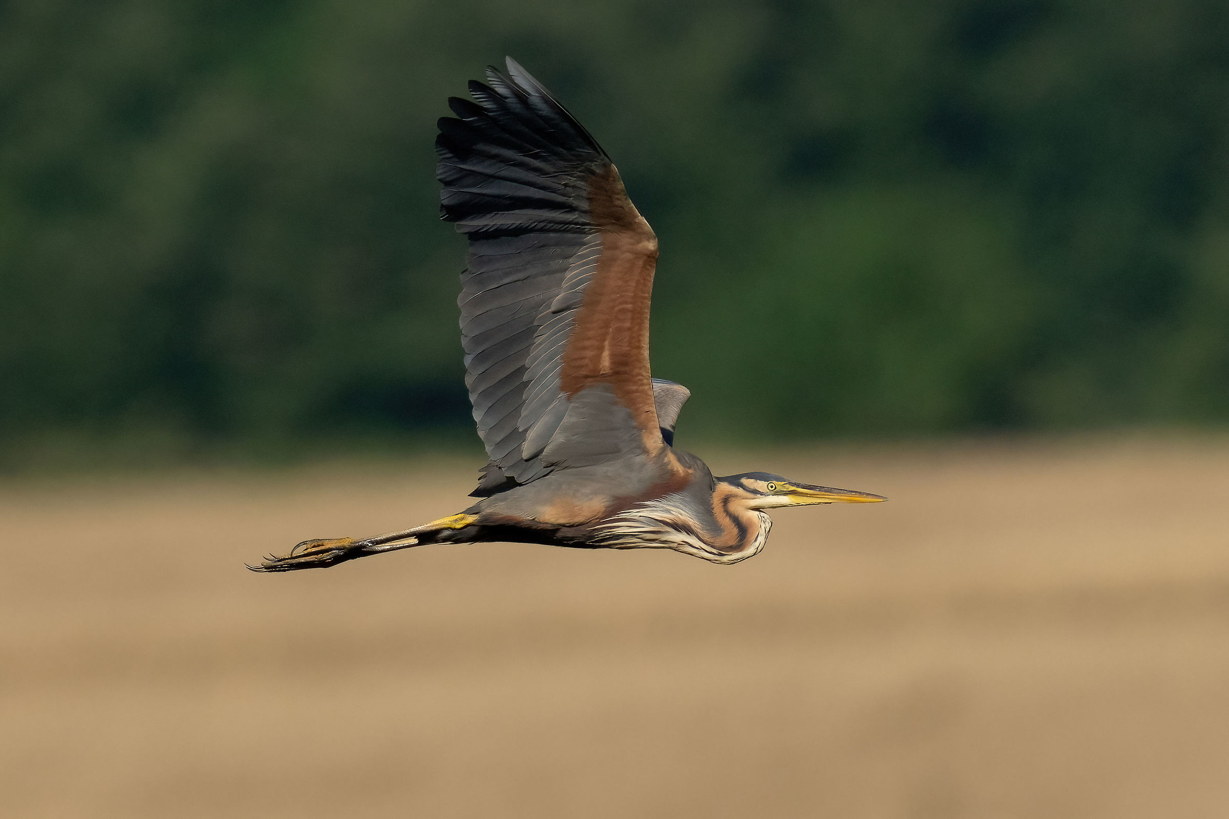 Airone rosso (Ardea purpurea)