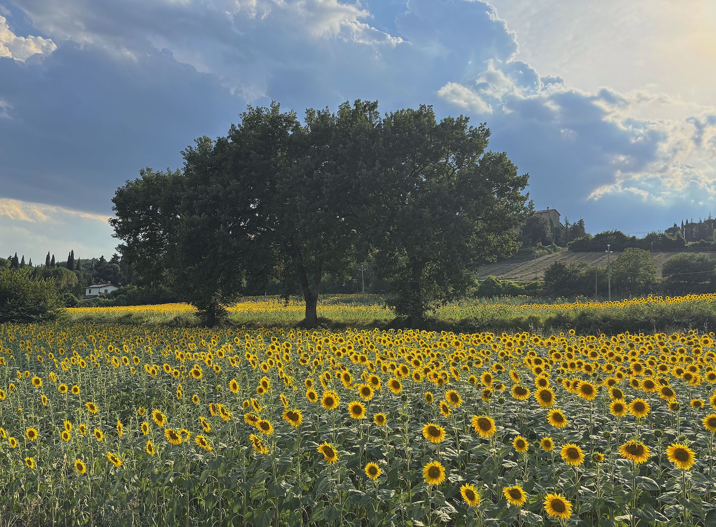 Sunflowers