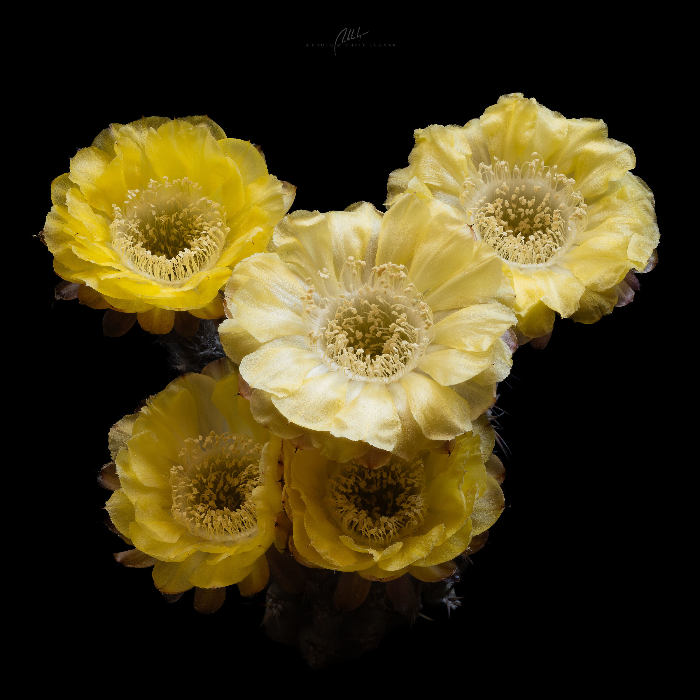 Acanthocalycium glaucum forma Belèn-Hualfin