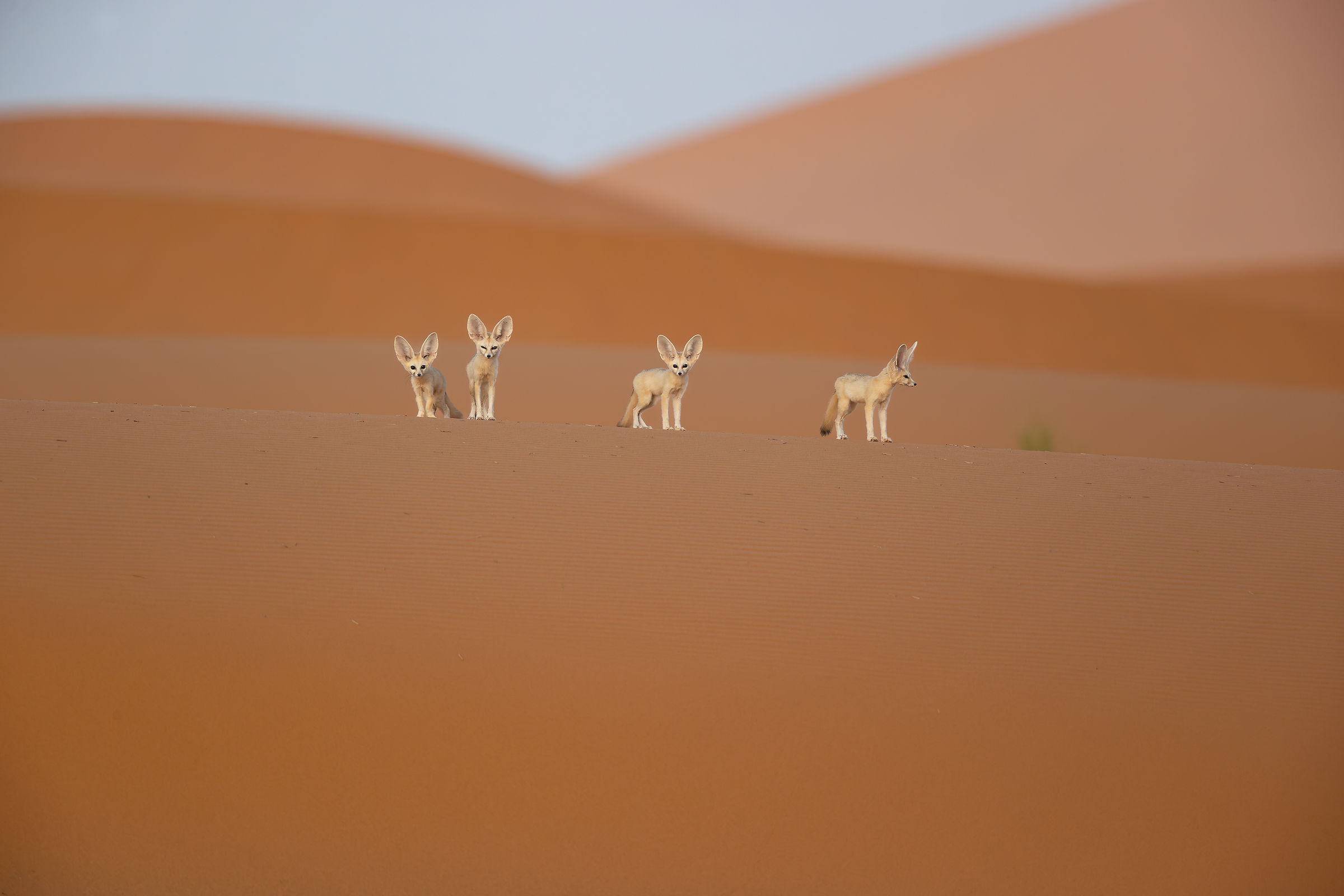 Le sentinelle del Sahara...