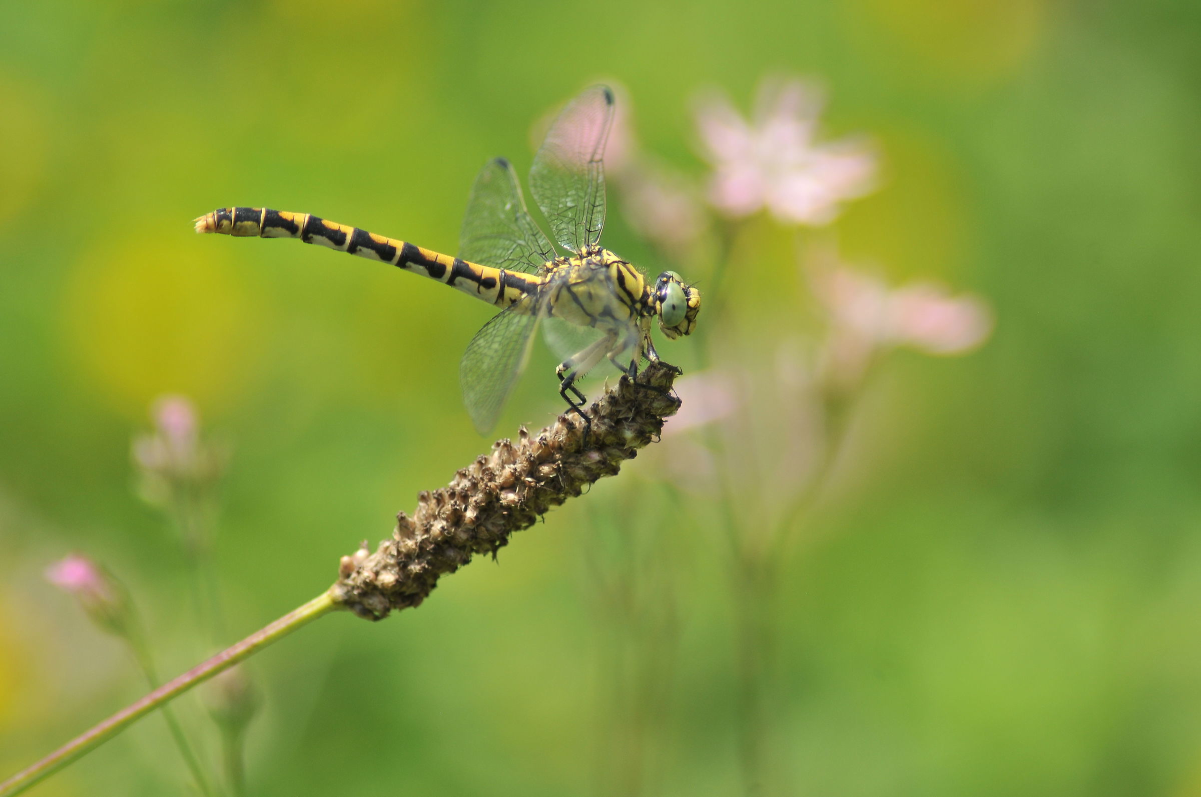 Frecciarossa (Orthetrum cancellatum)