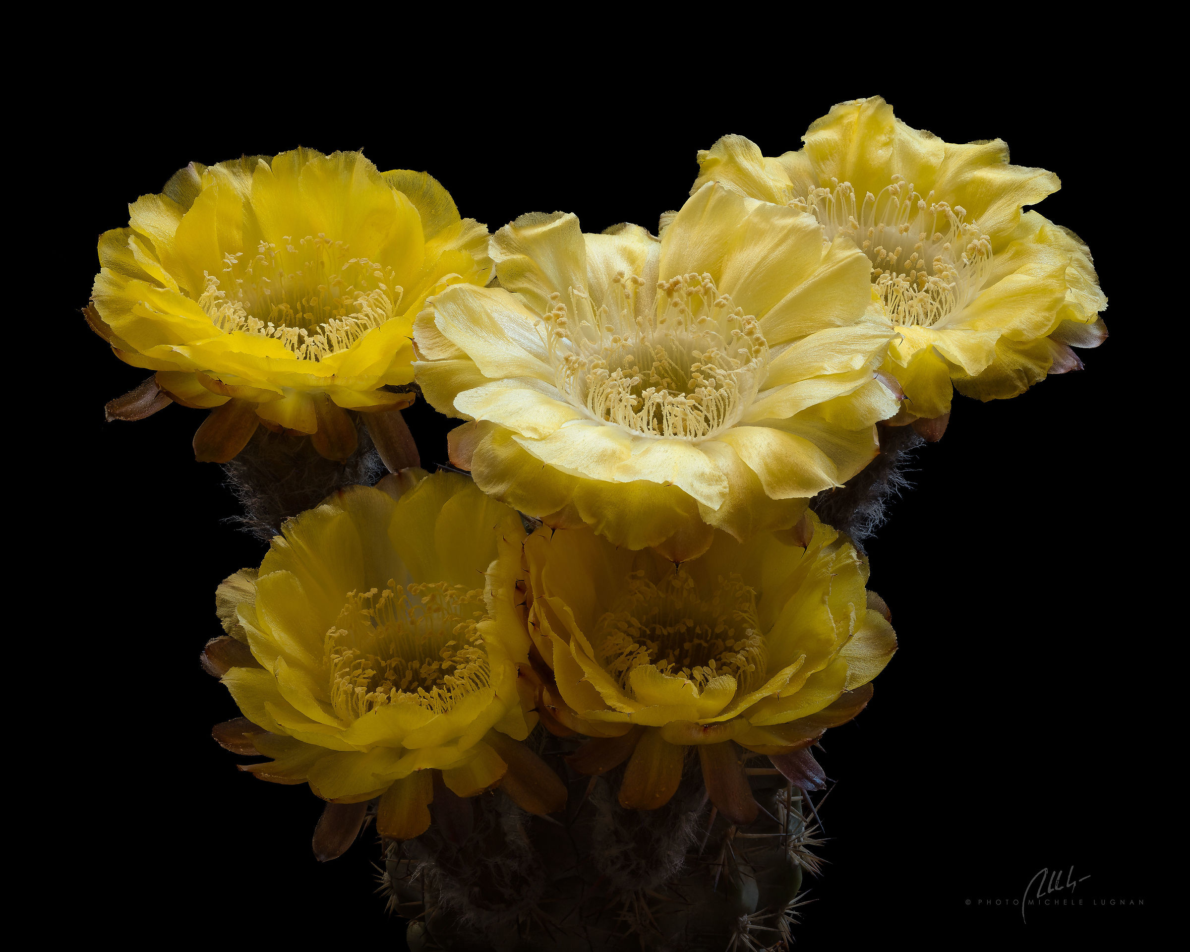 yellow