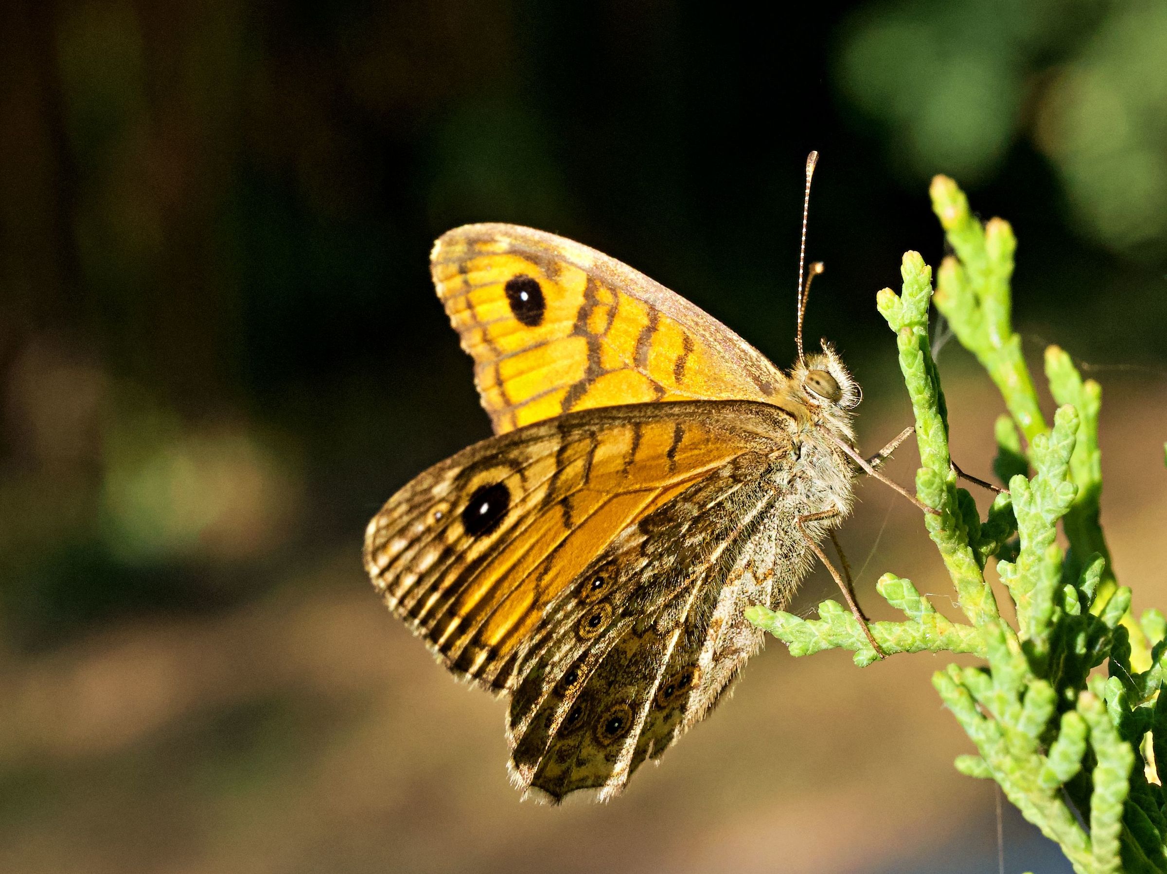 Lasiommata megera