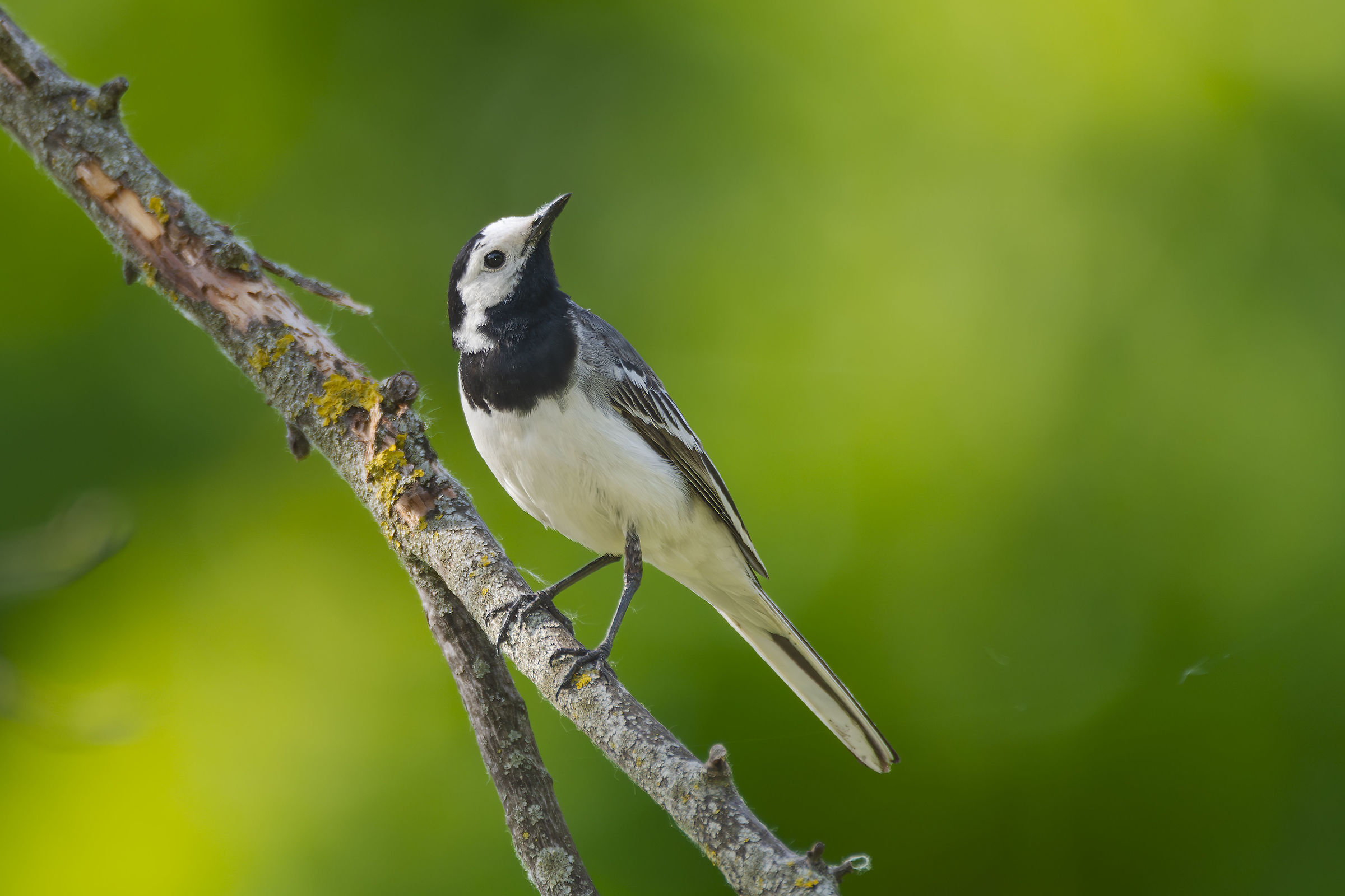 Motacilla alba alba