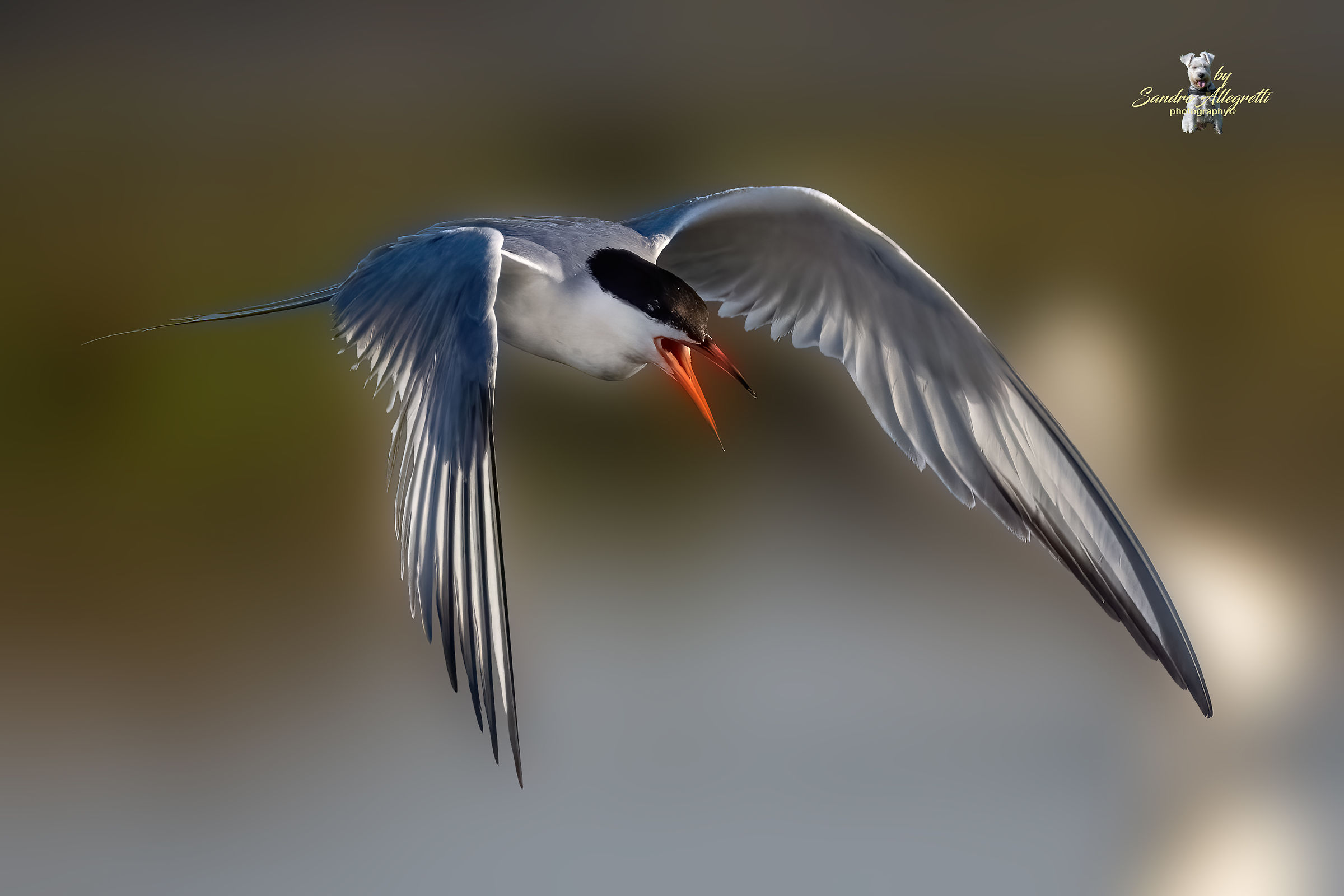 La sterna comune (Sterna hirundo)