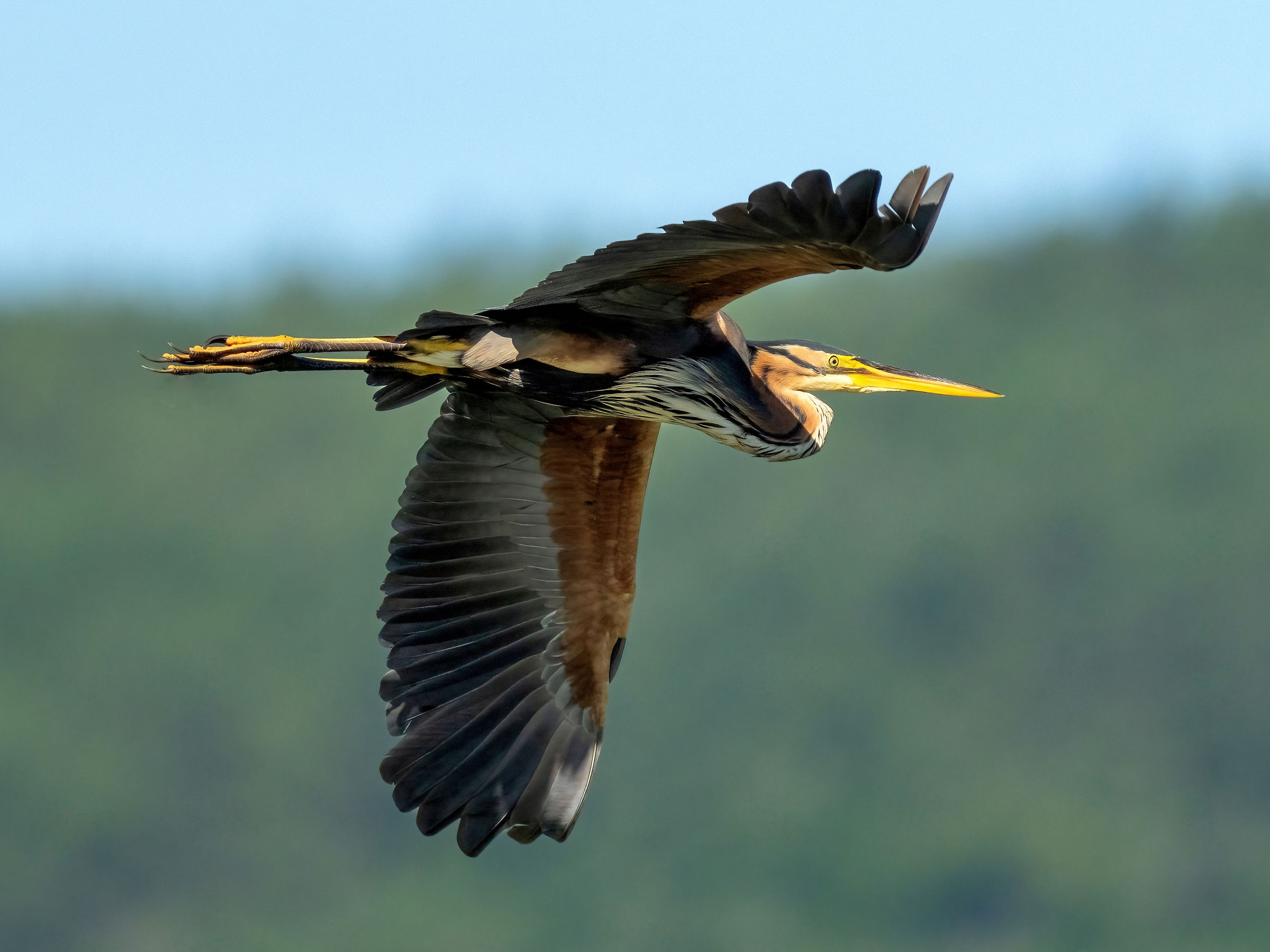 Airone rosso (Ardea purpurea)
