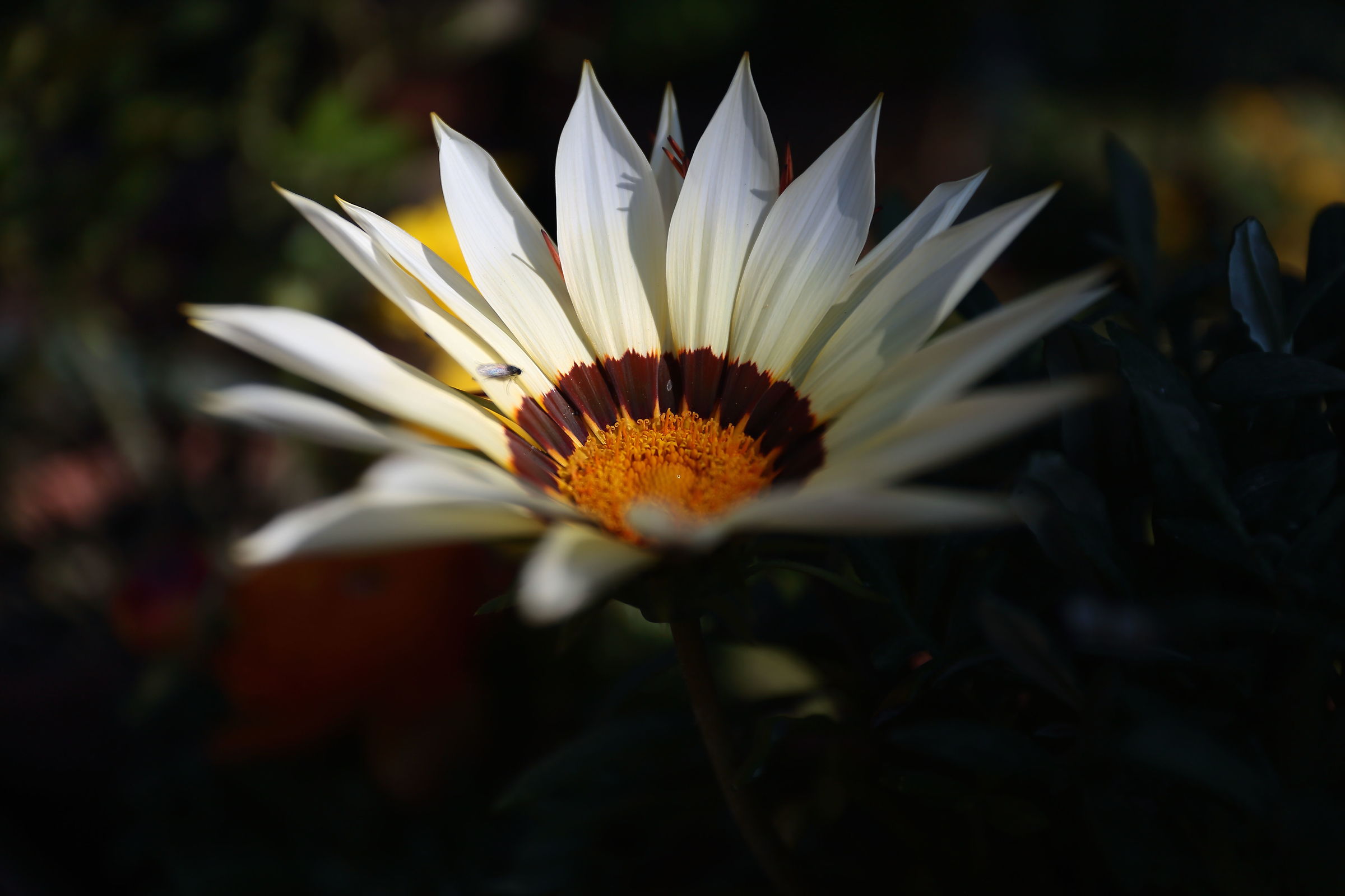 Gazania