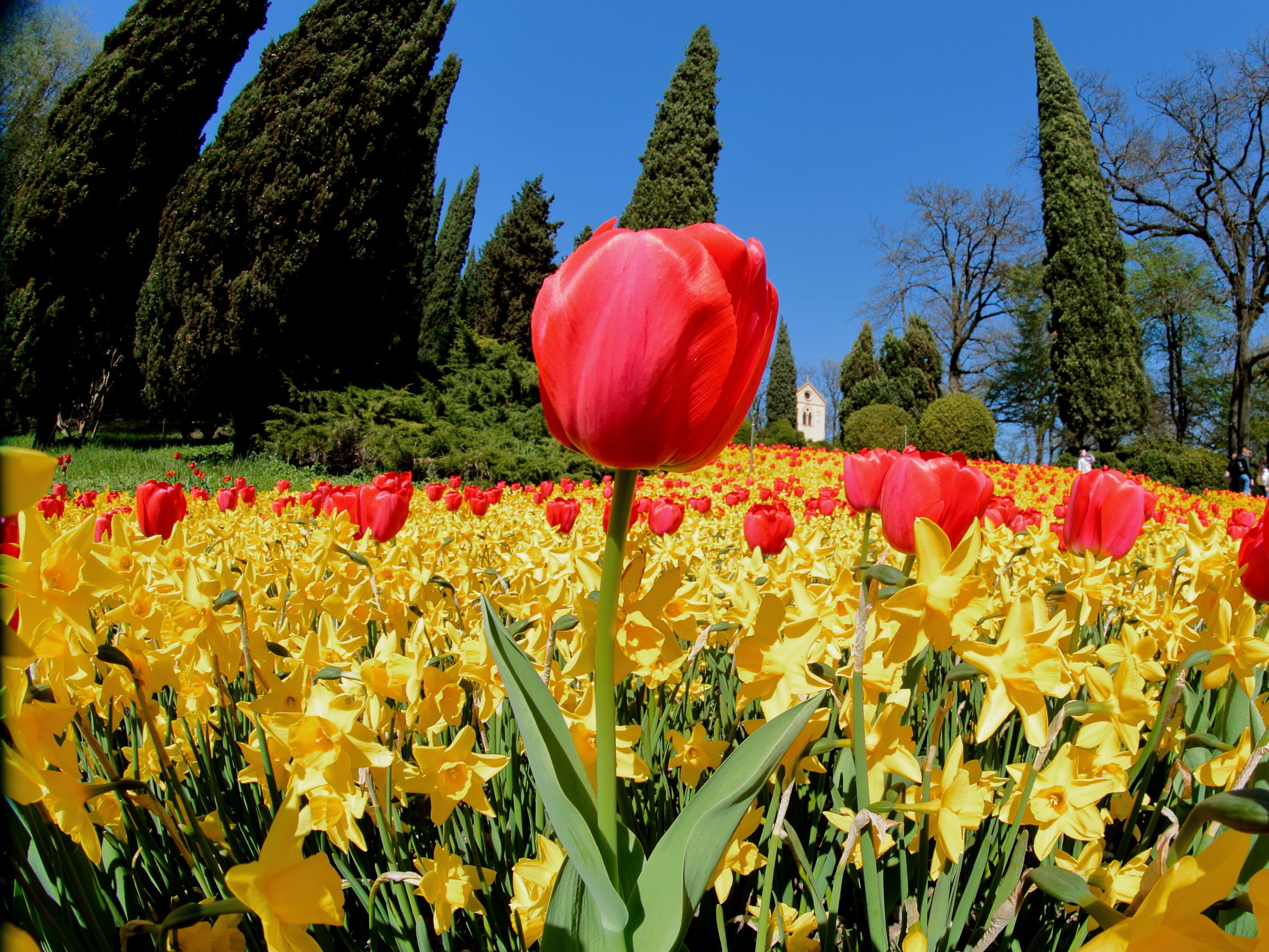 Tulipani - Parco Sigurtà