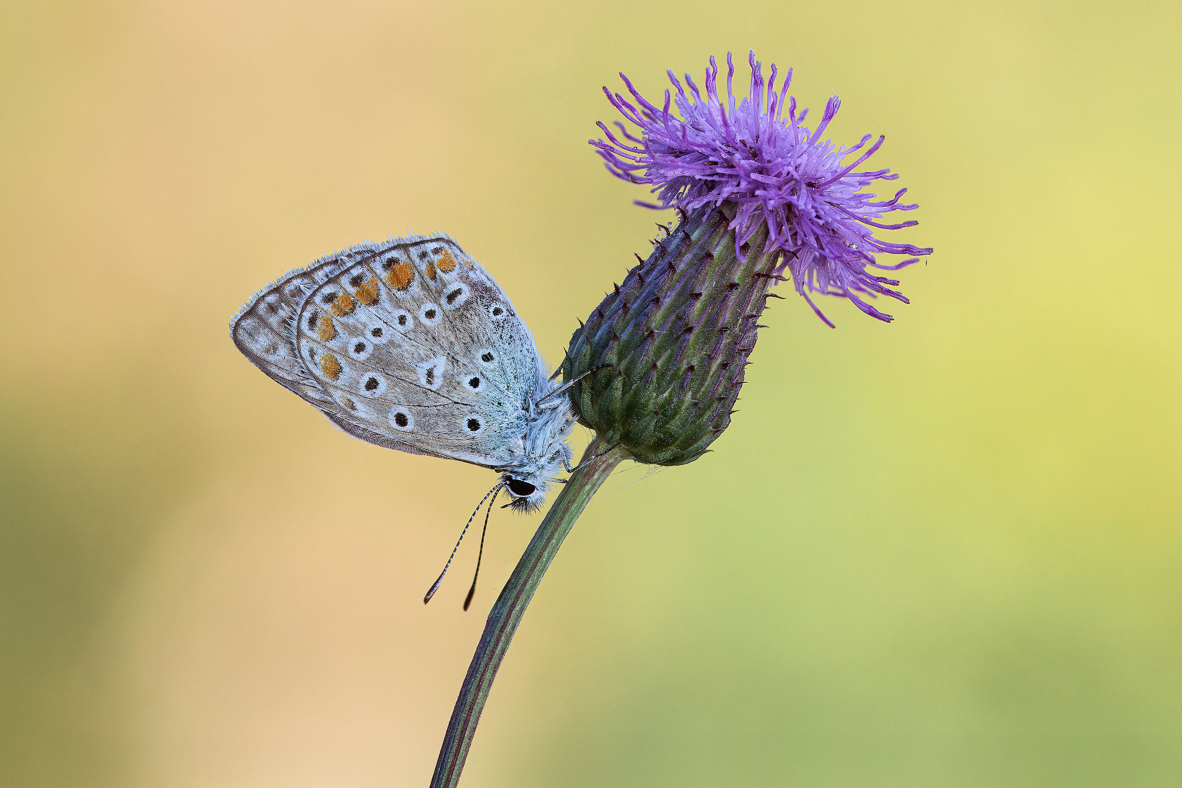Polyommatis icarus