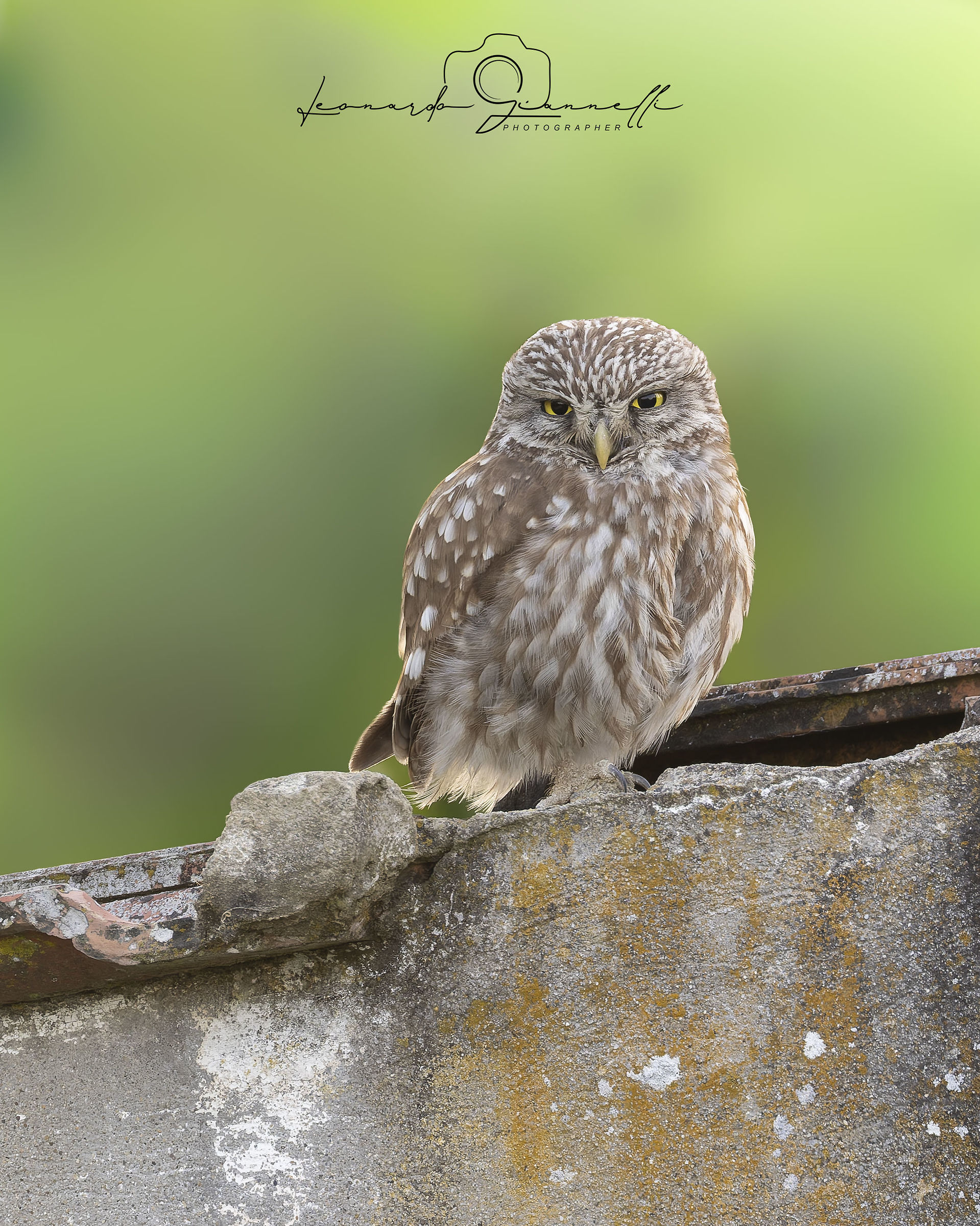 Civetta (Athene noctua)