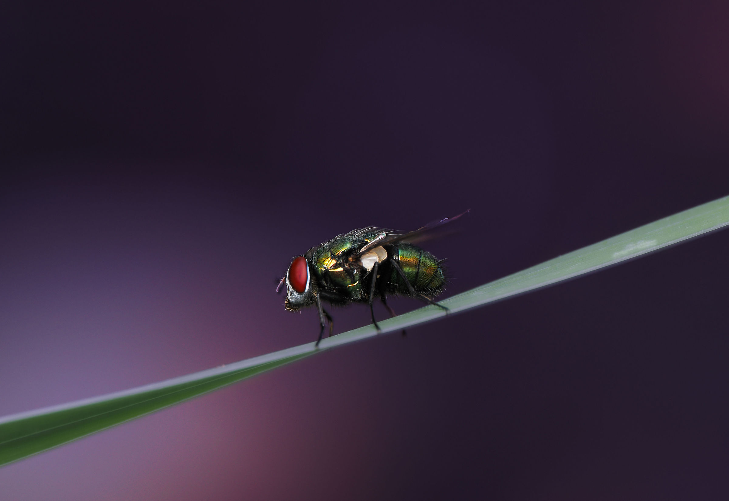 Purple Fly