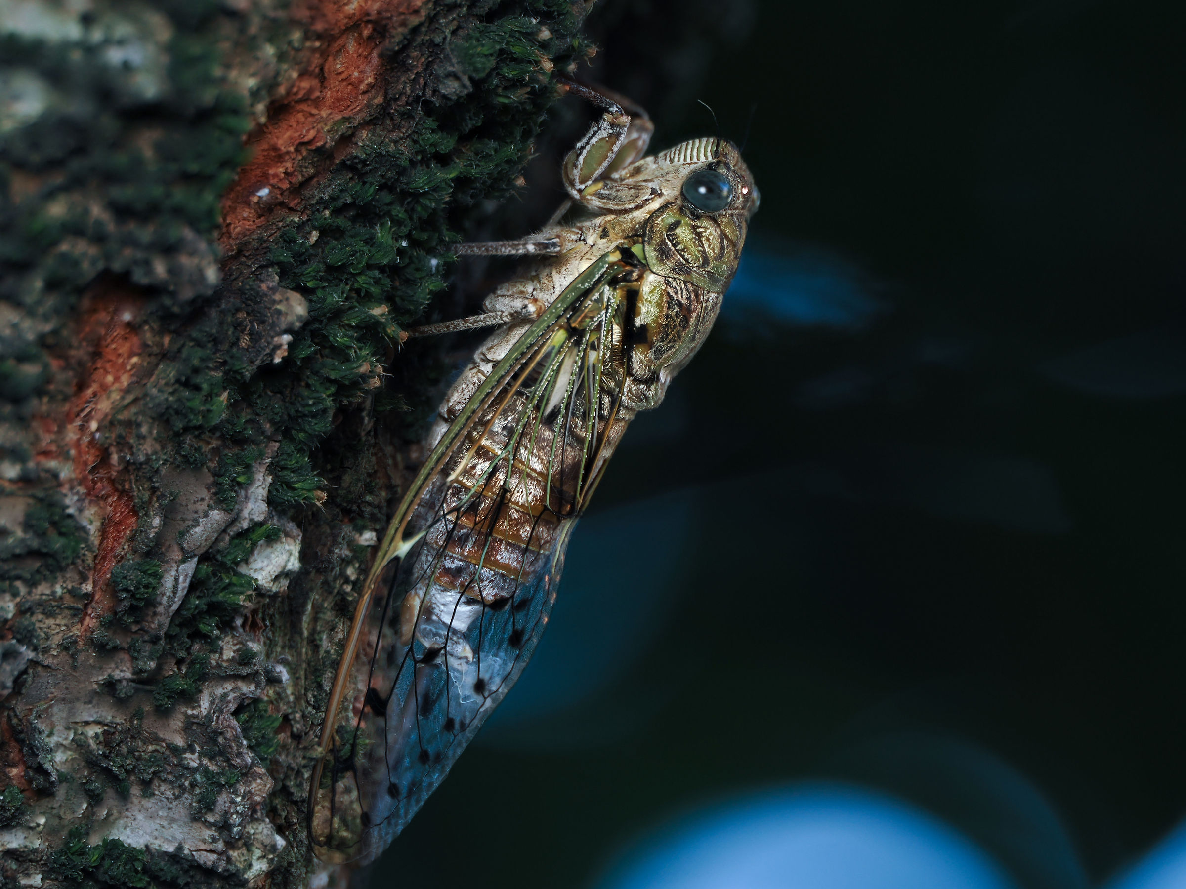Cicala