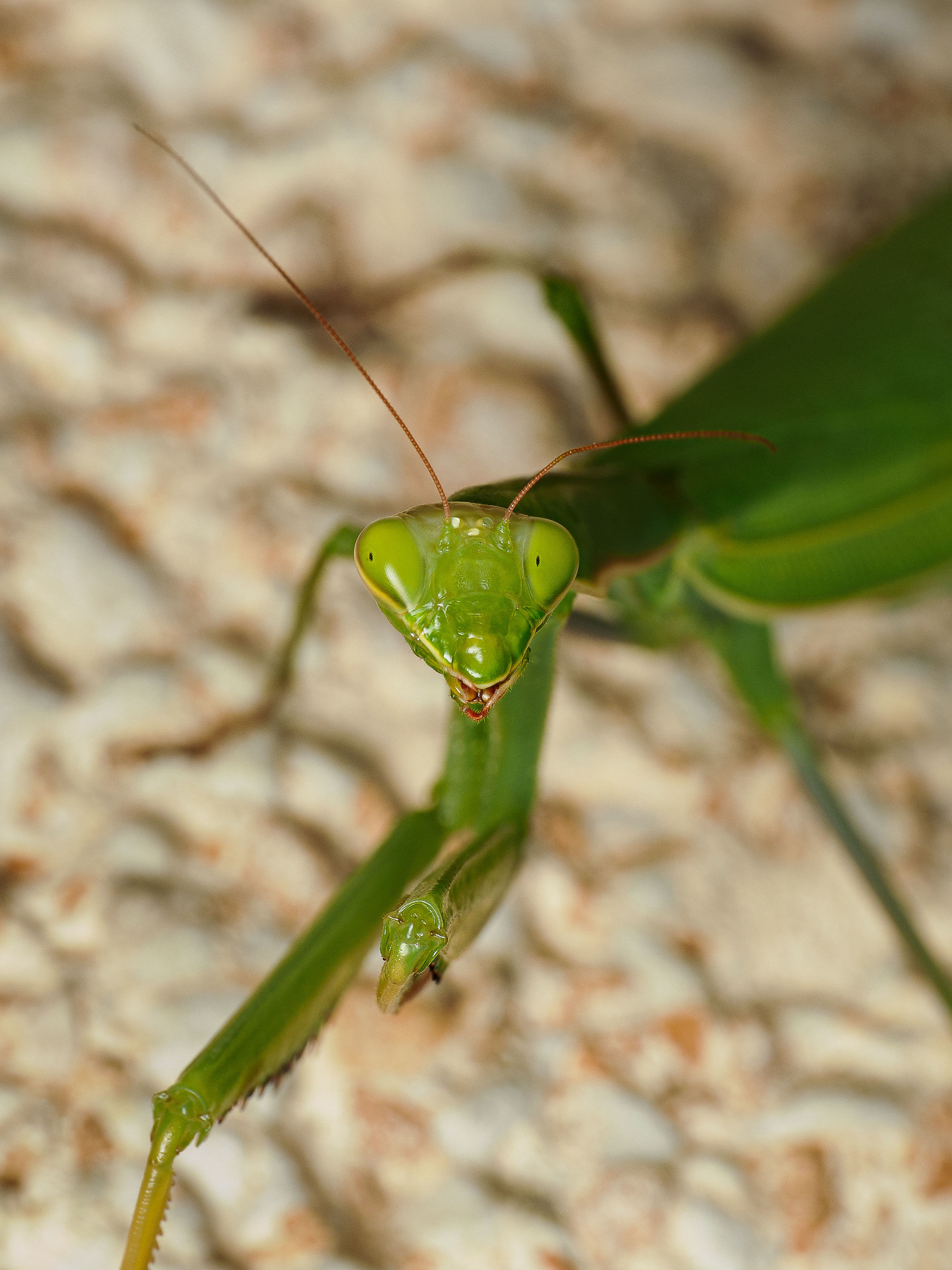 Mantide Religiosa