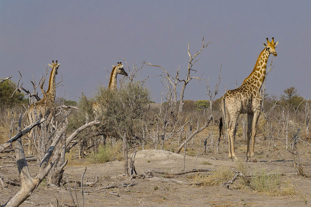 giraffe allertate