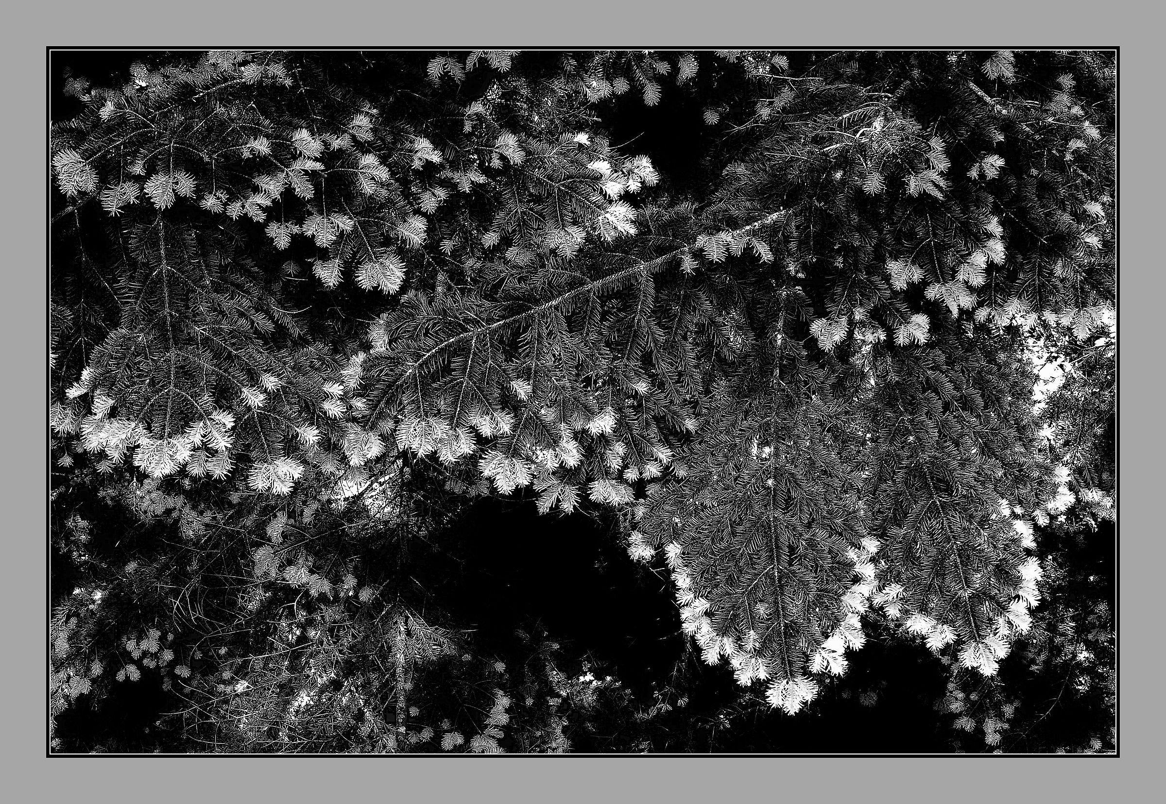 Abete bianco - Il nuovo accrescimento