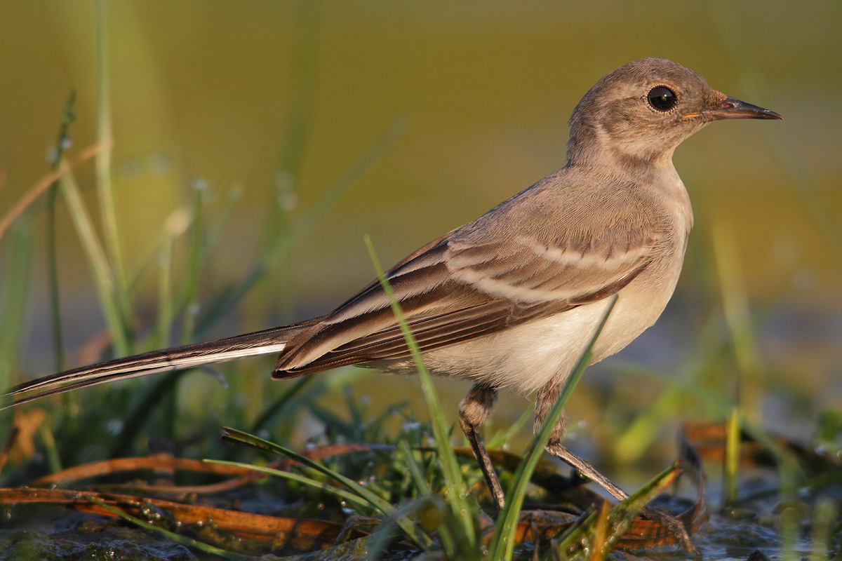 white wagtail