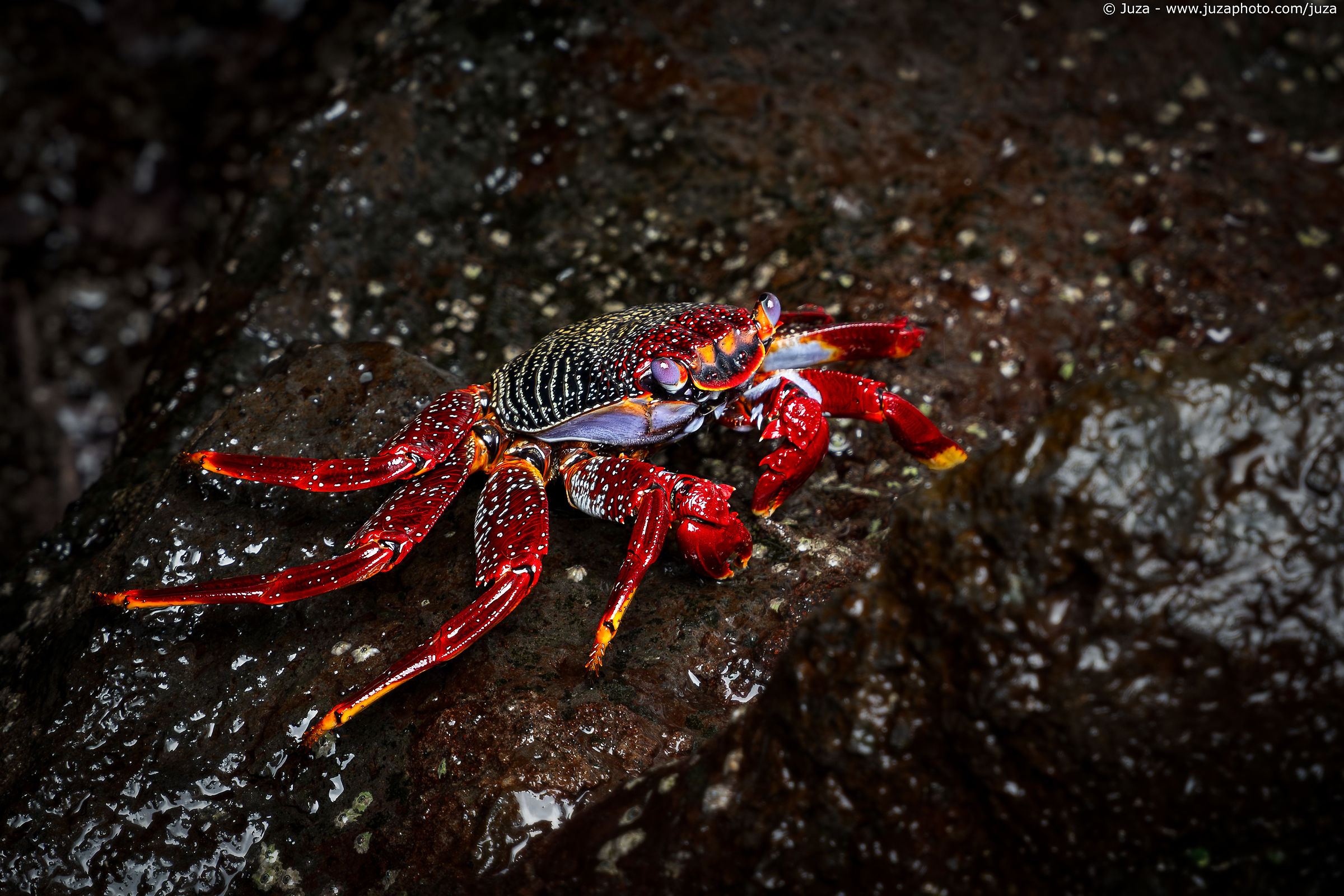 Grapsus adscensionis