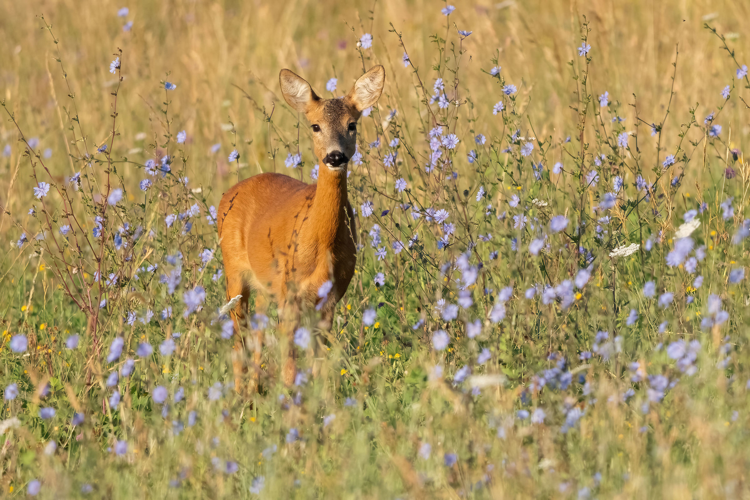 Capriolo (Capreolus capreolus)