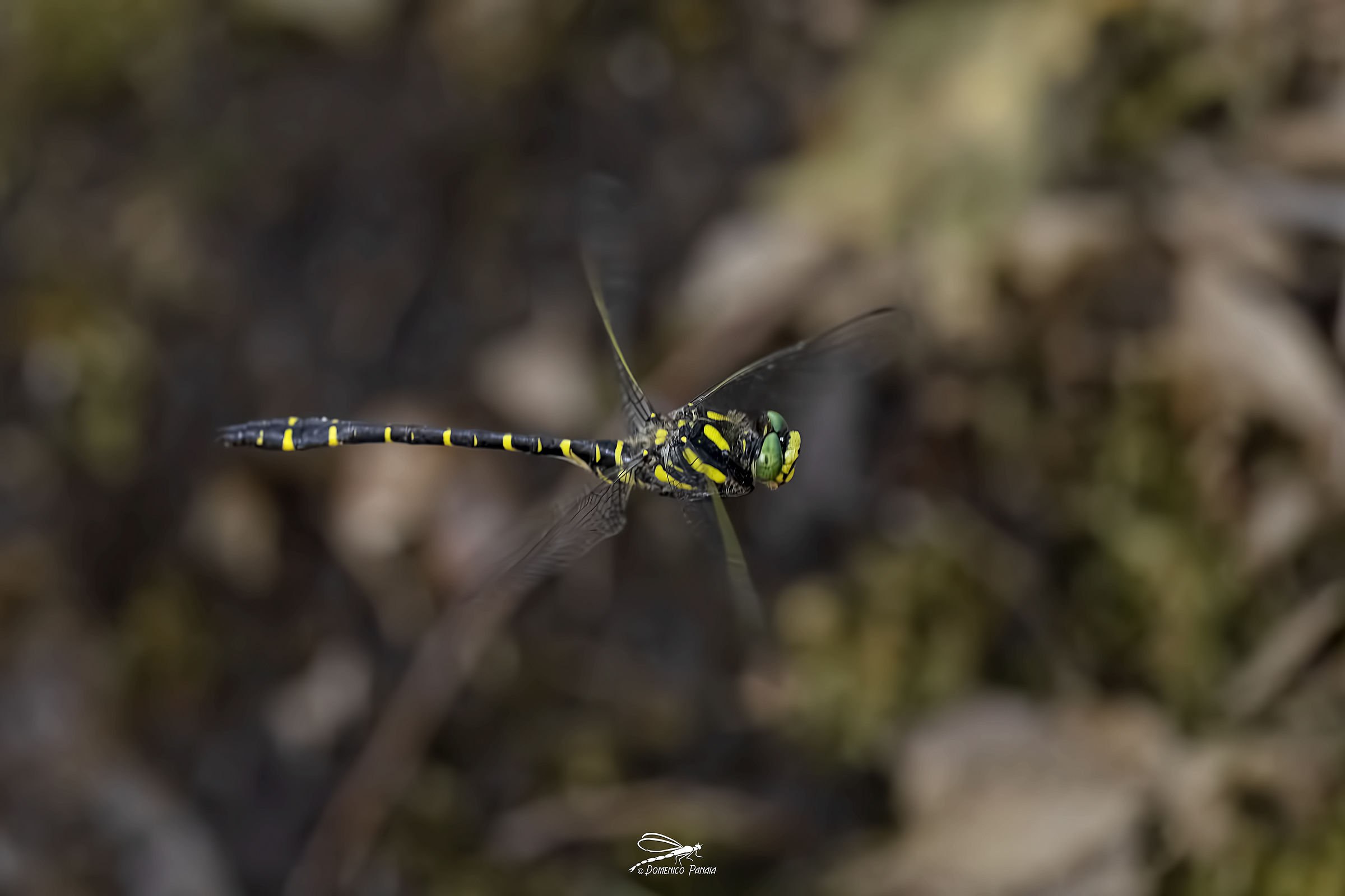 cordulegaster boltonii