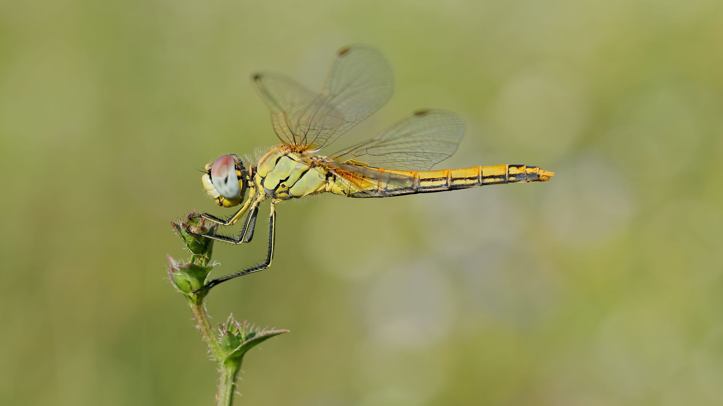 Dragonfly