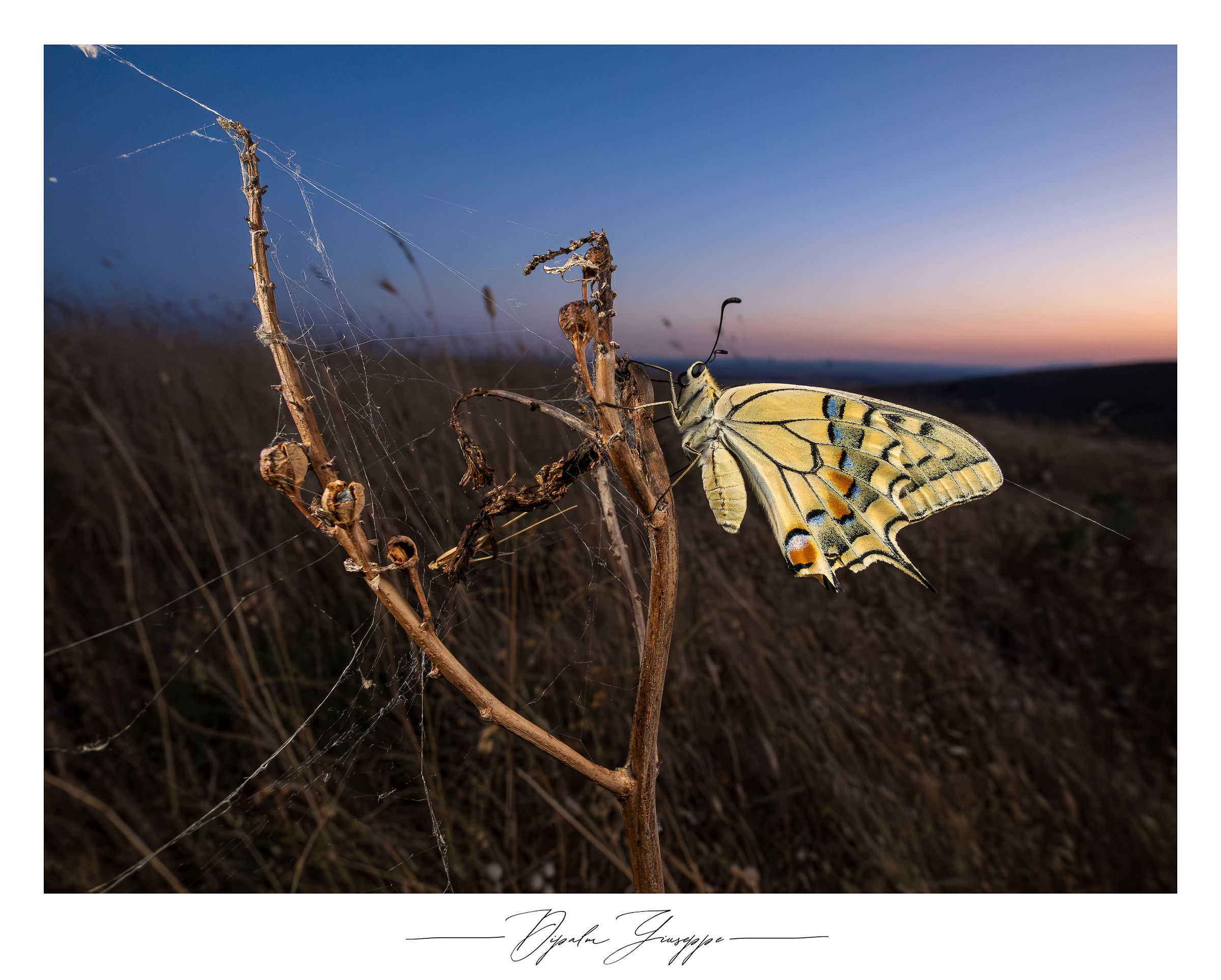 Papilio machaon