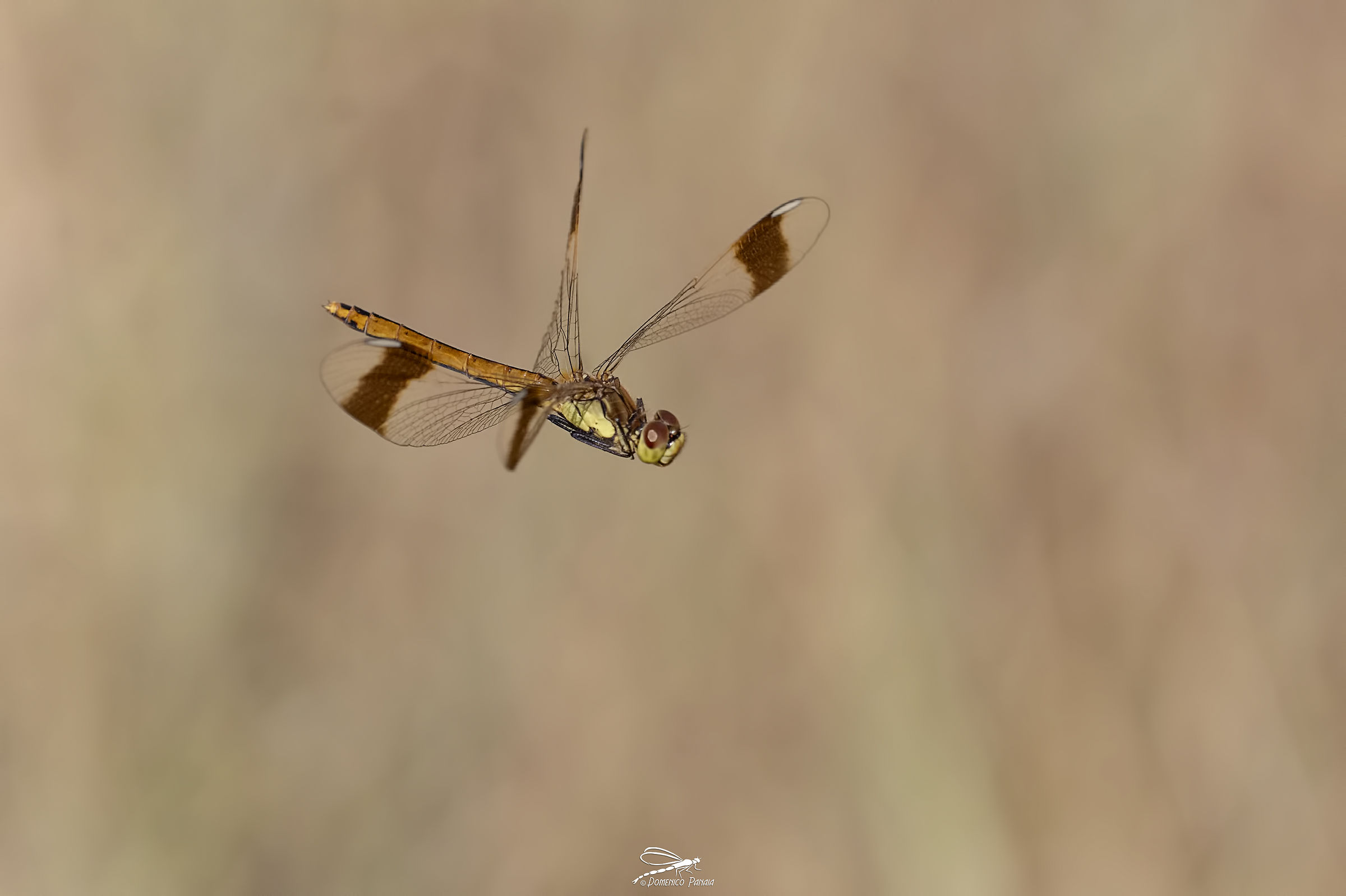 Sympetrum pedemontanum
