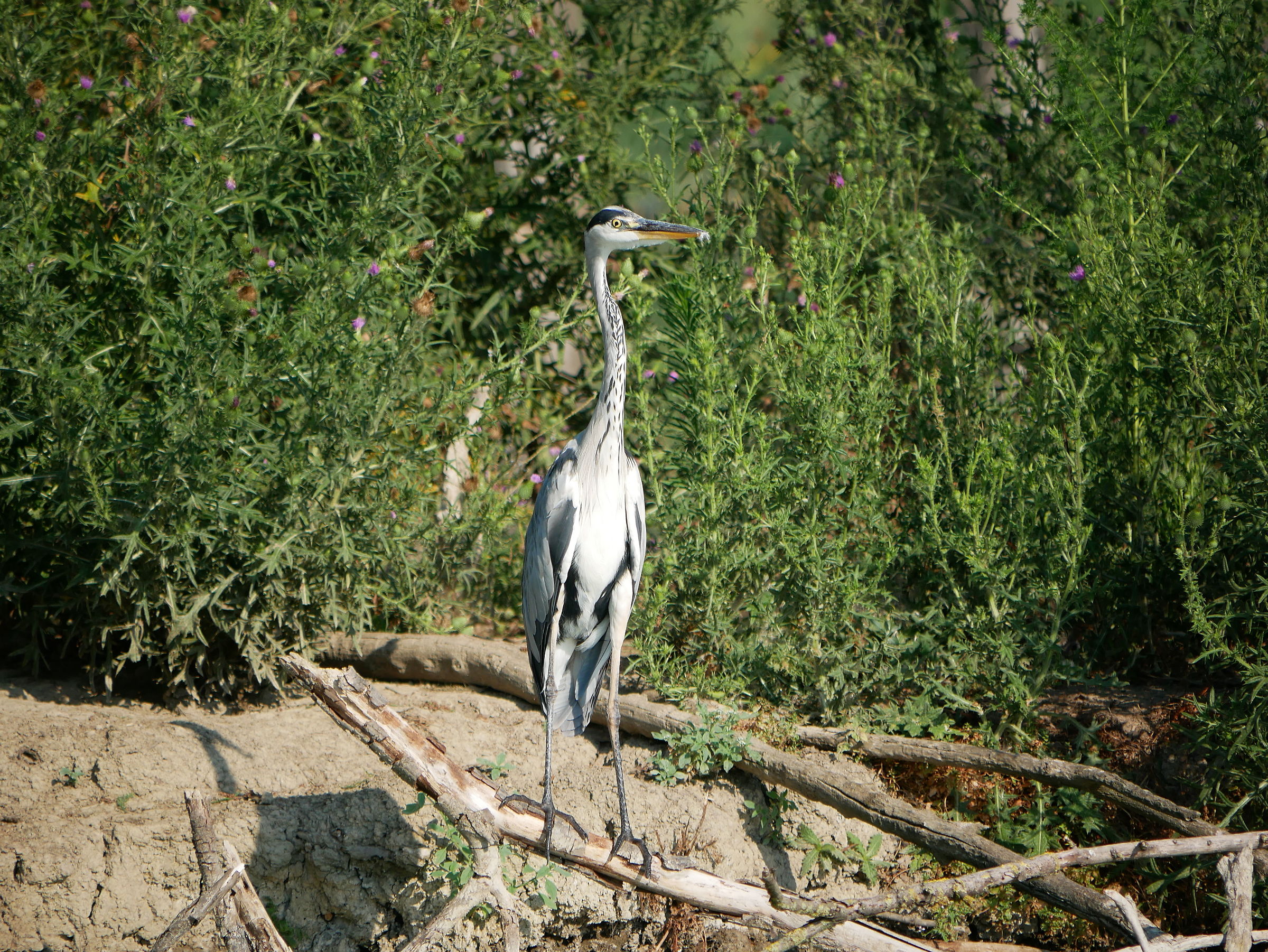Grey Heron