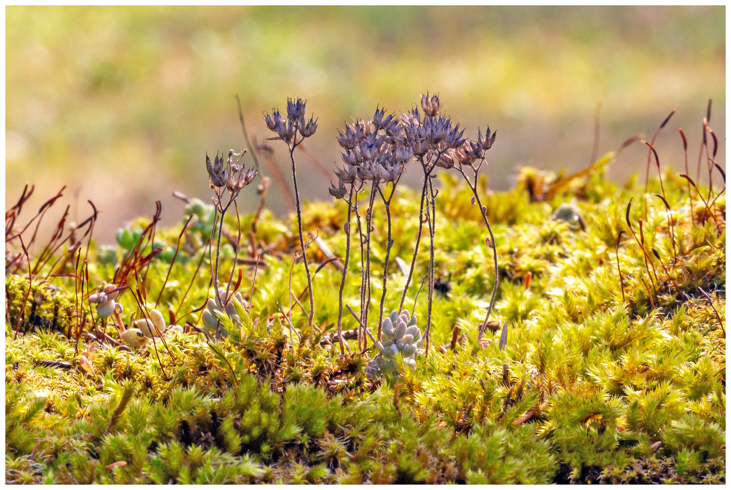 Moss...