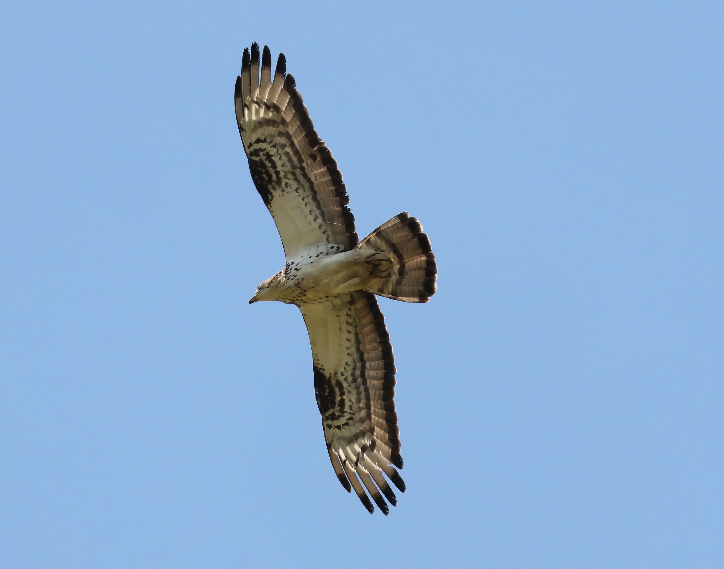 Pecchiaiolo in volo sul Monferrato