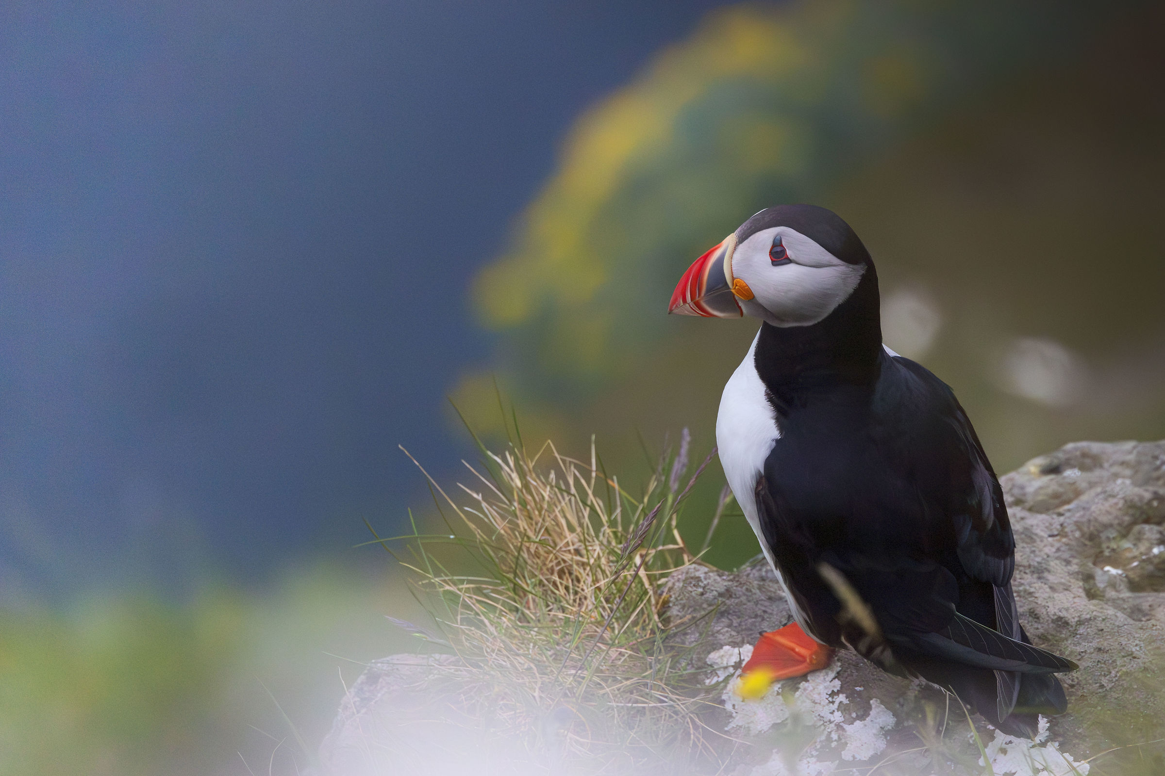 Puffin