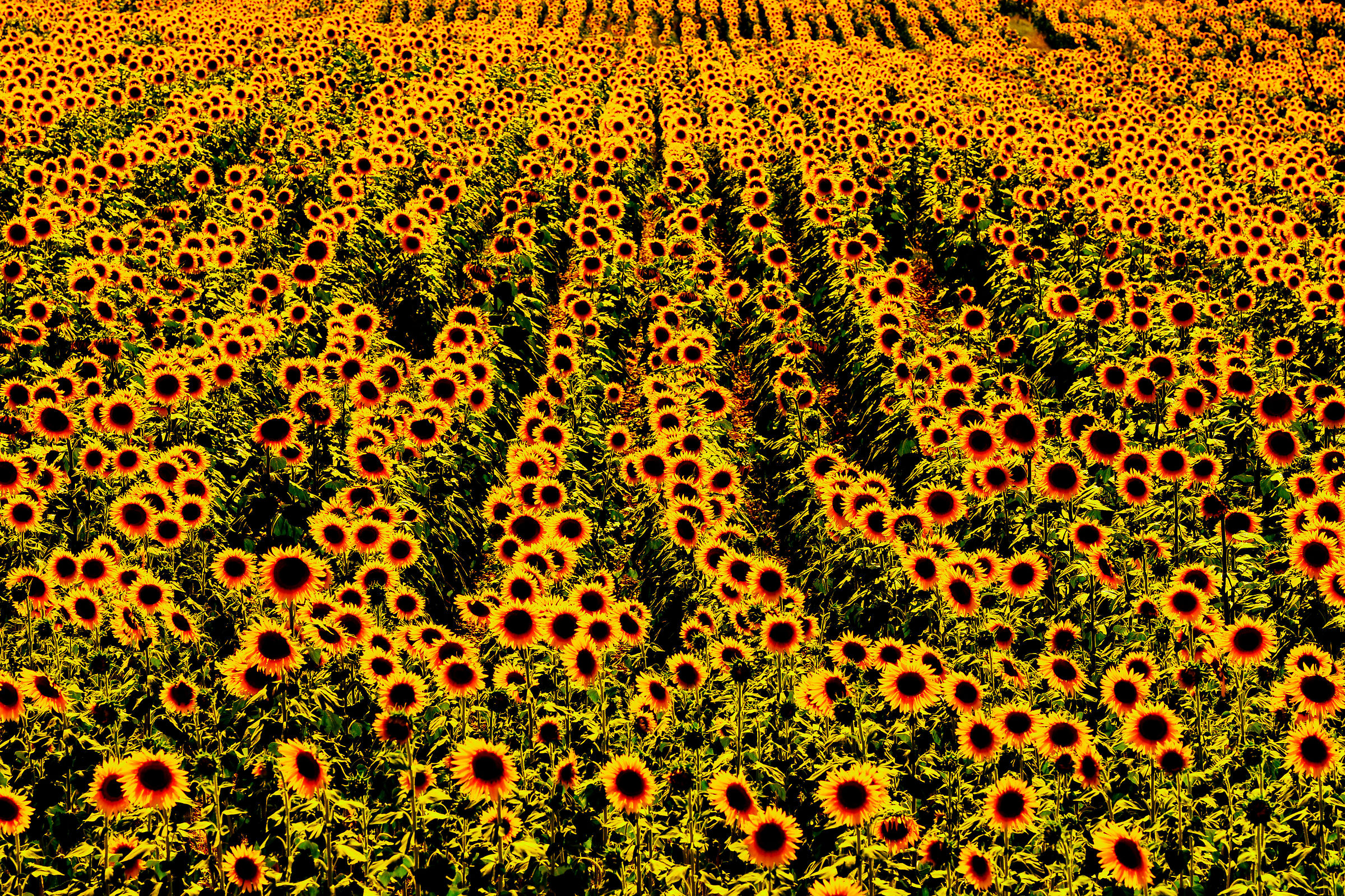 campagna senese.