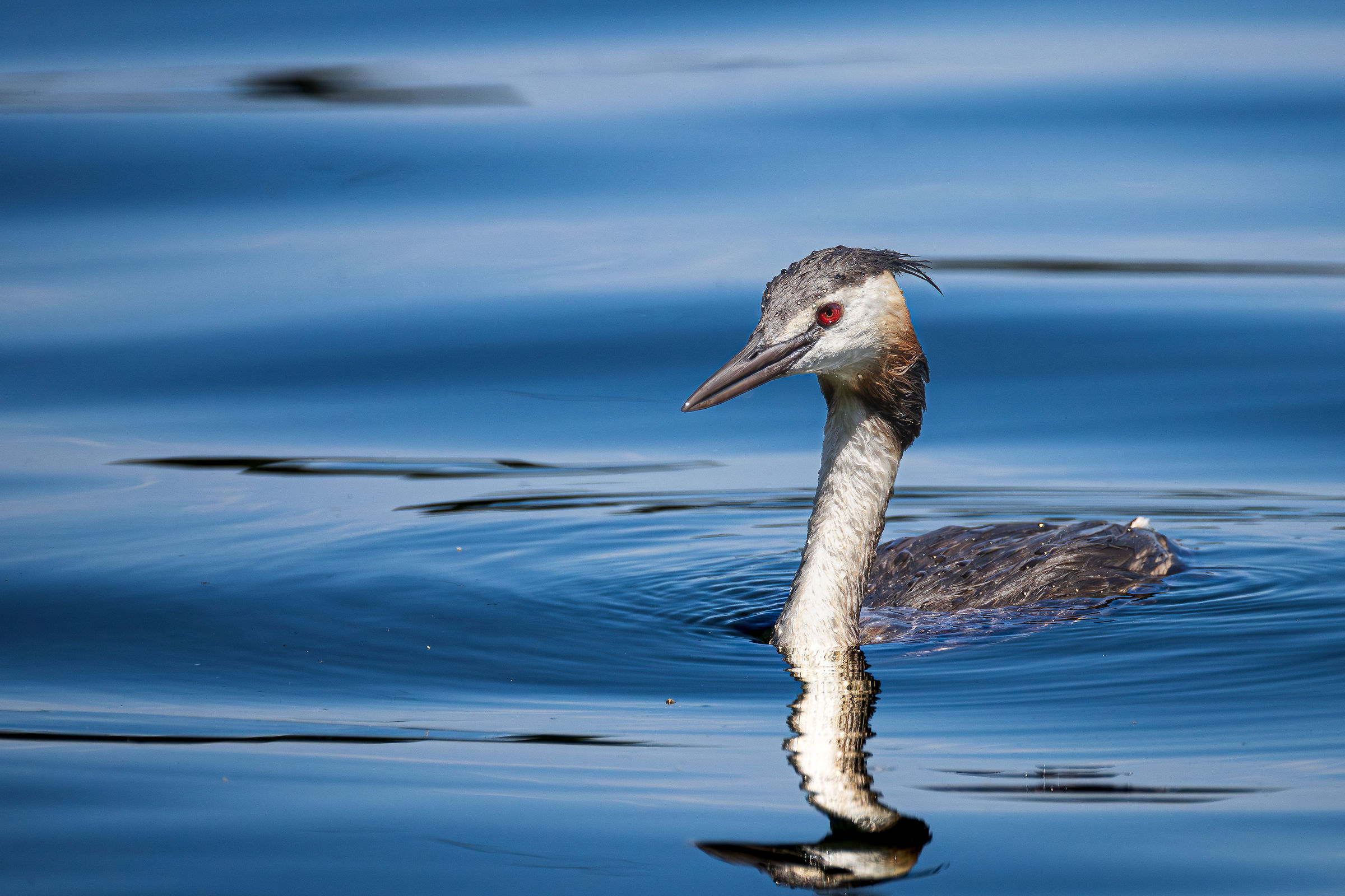 Great Crested Grebe