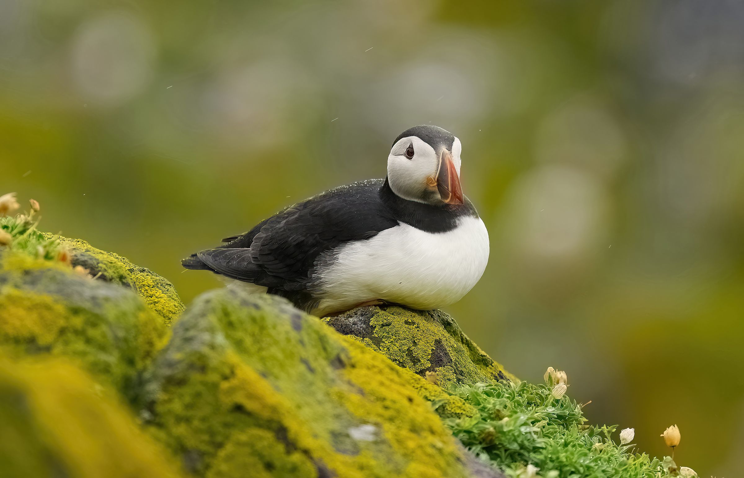 Puffin in the rain