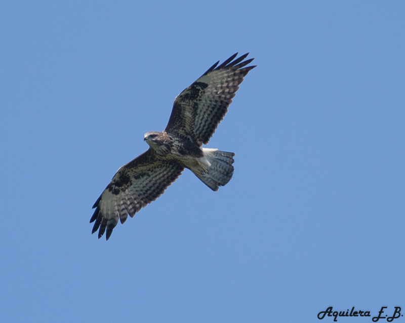 Poiana (Buteo buteo)