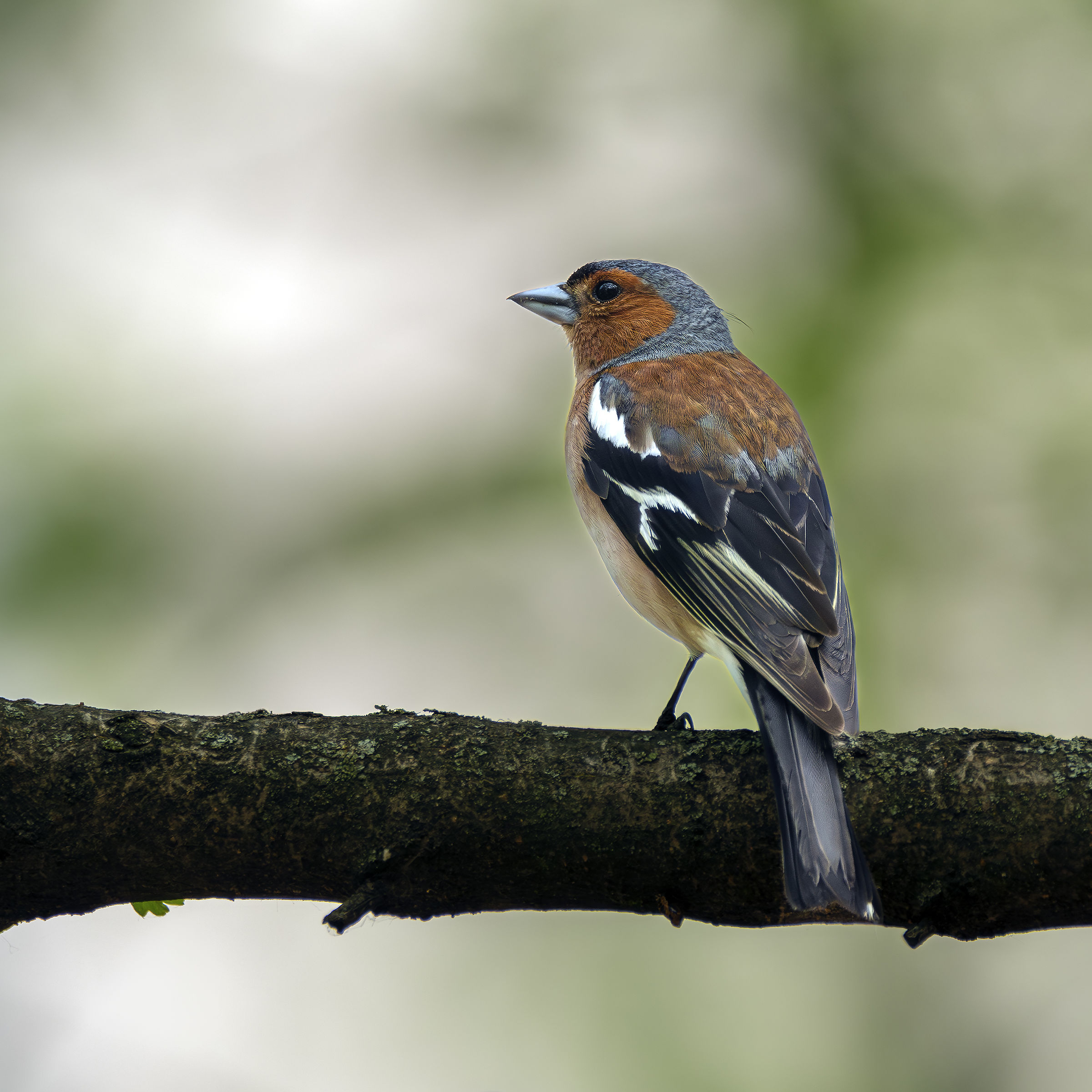Fringilla coelebs