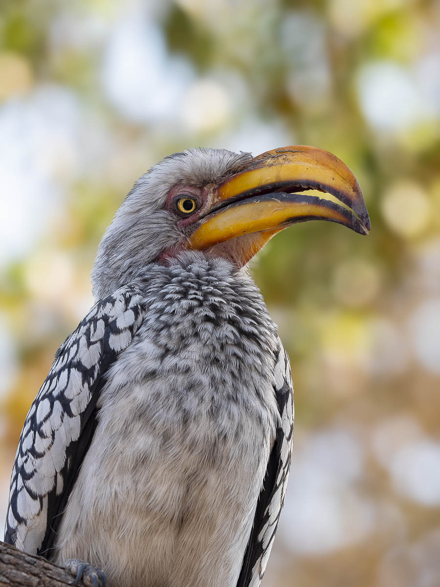 Hornbill