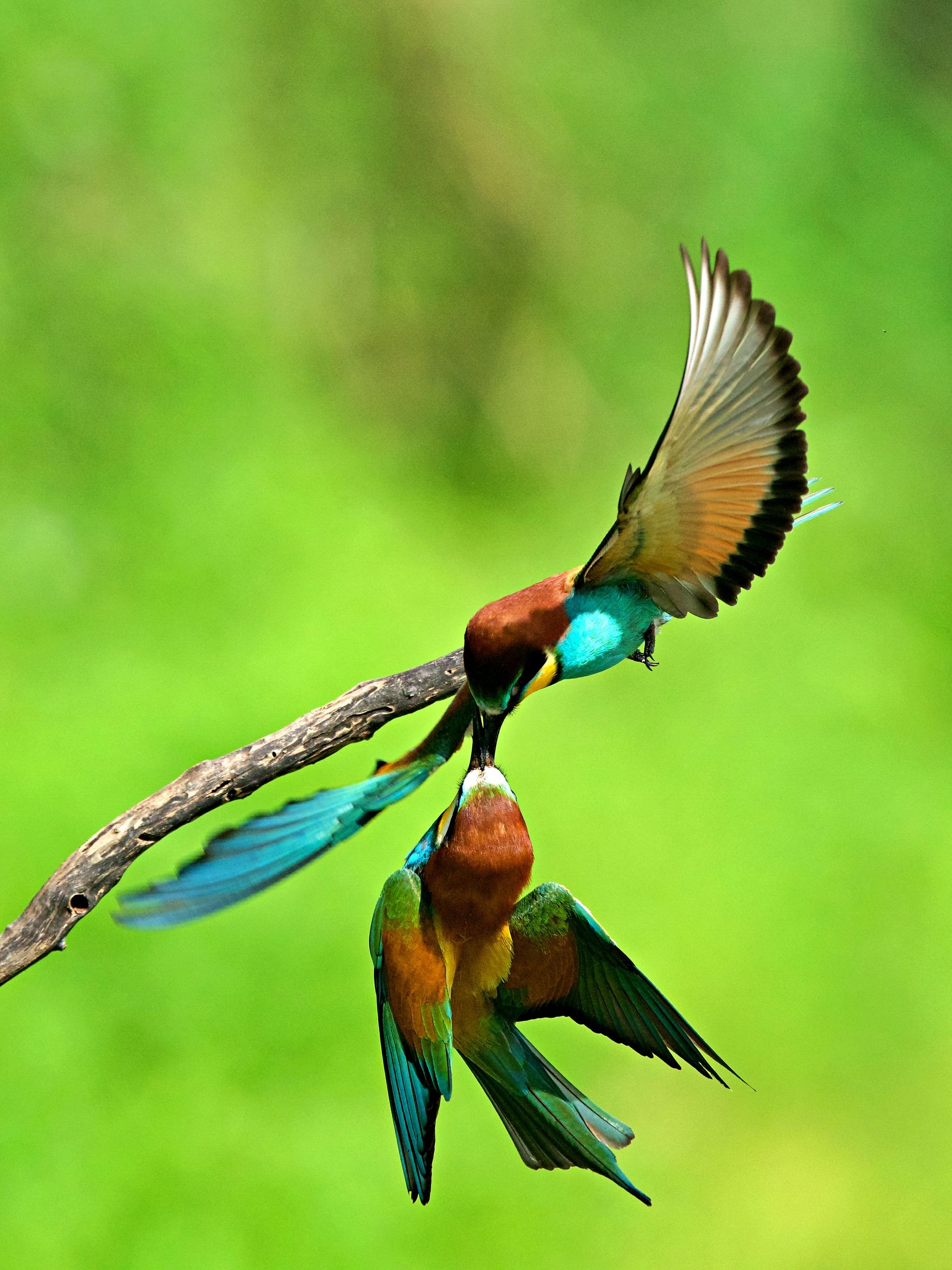 Combattimento aereo