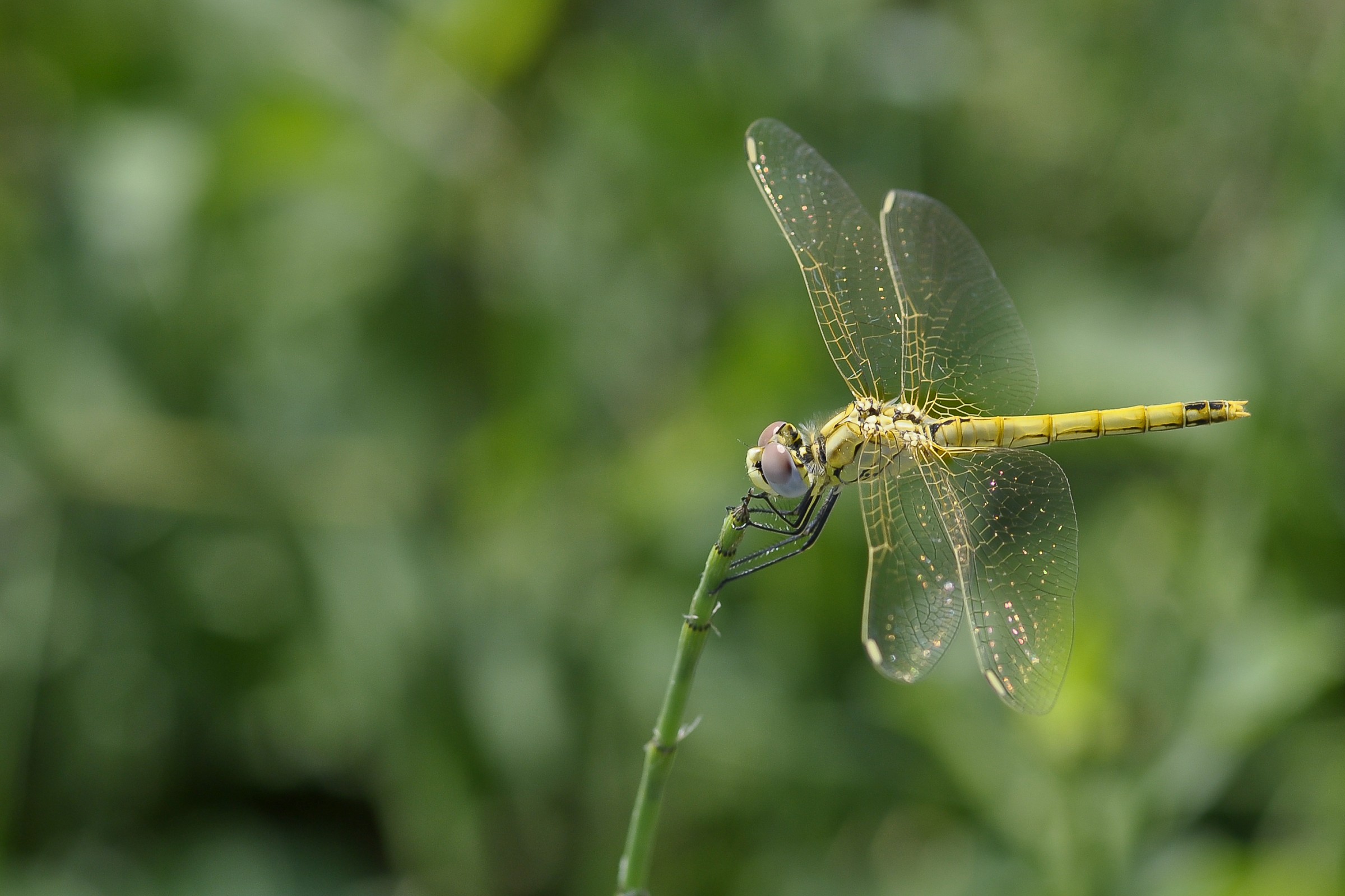 Libellula al Vento