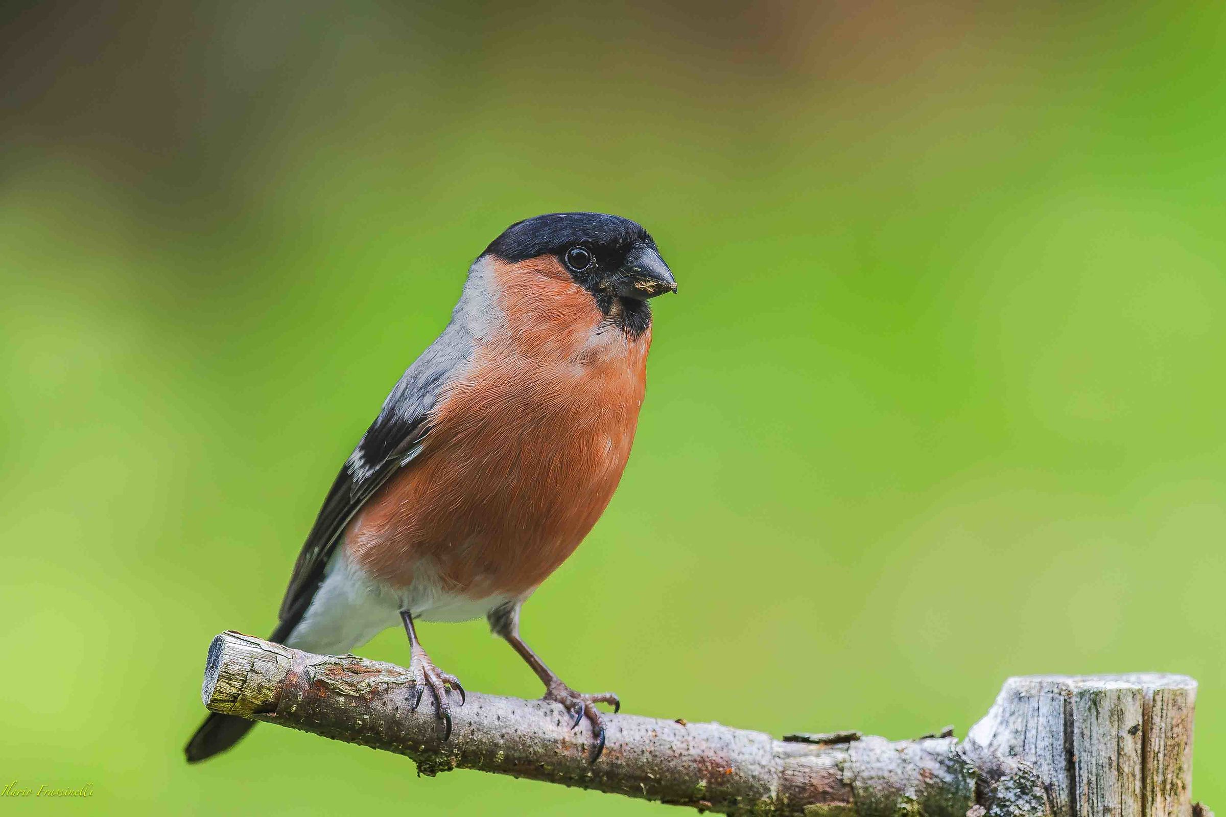 Bullfinch