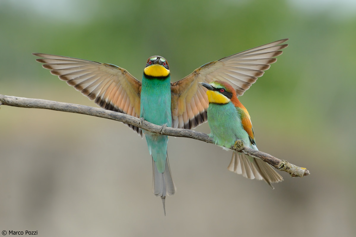 two bee-eaters