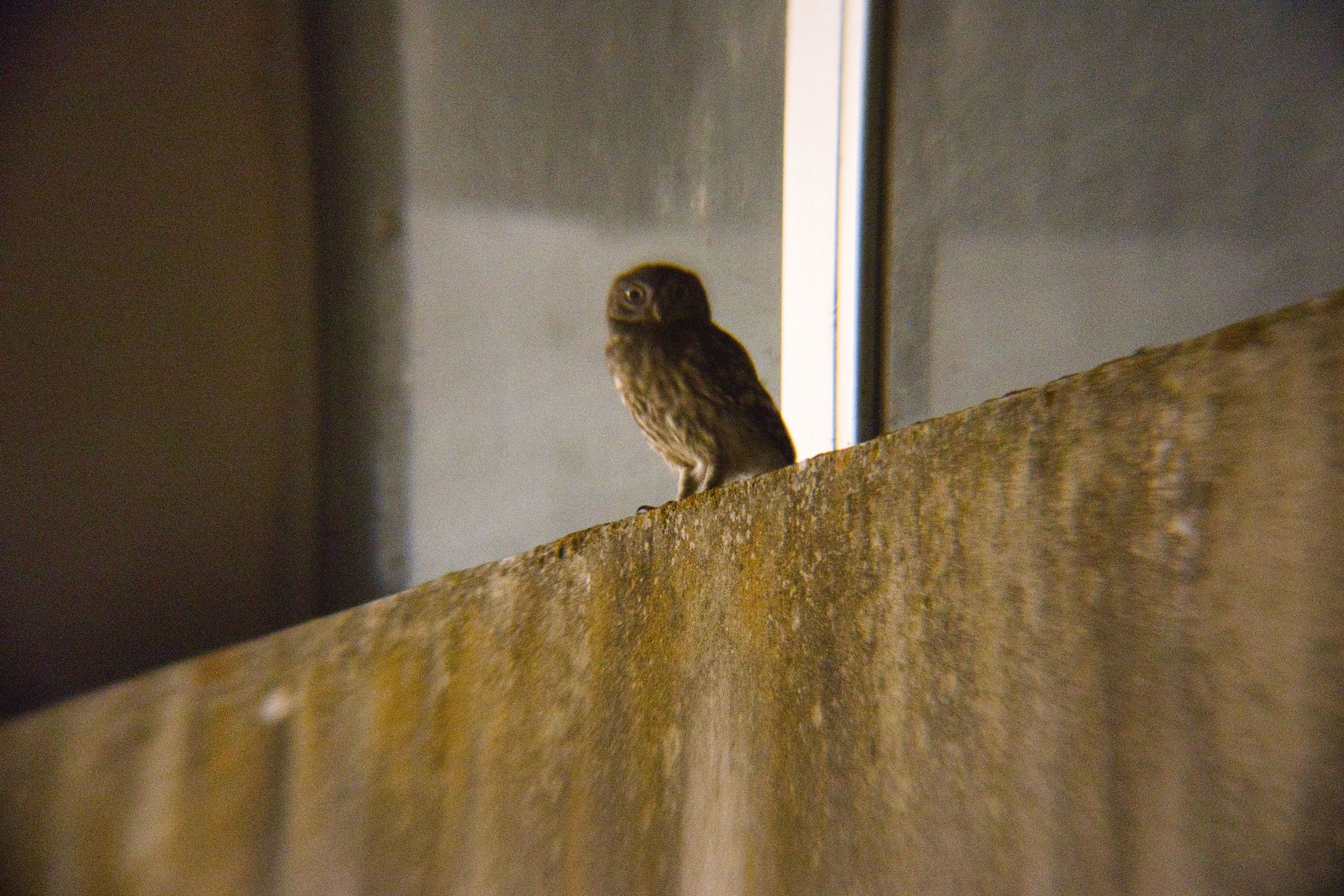 Digiscoping Owl